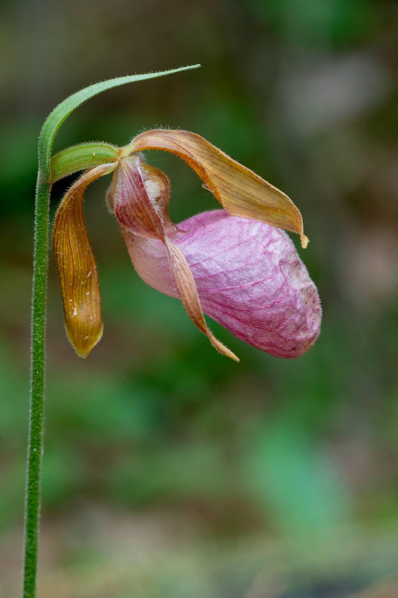 Limerick Forest (near Oxford Station, Ontario); June 2014