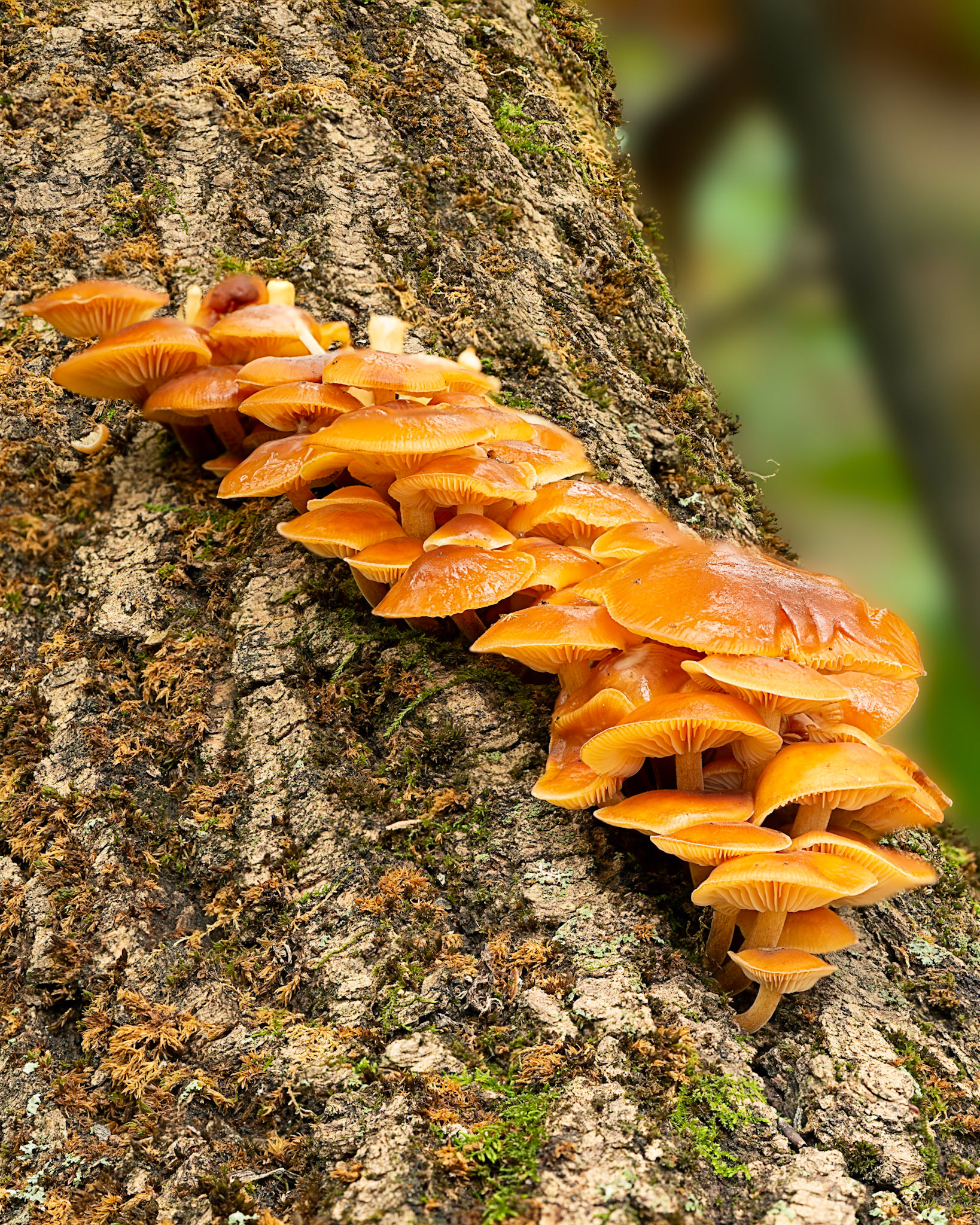 It took some doing to force myself around branches and brush to get close enough for this shot.