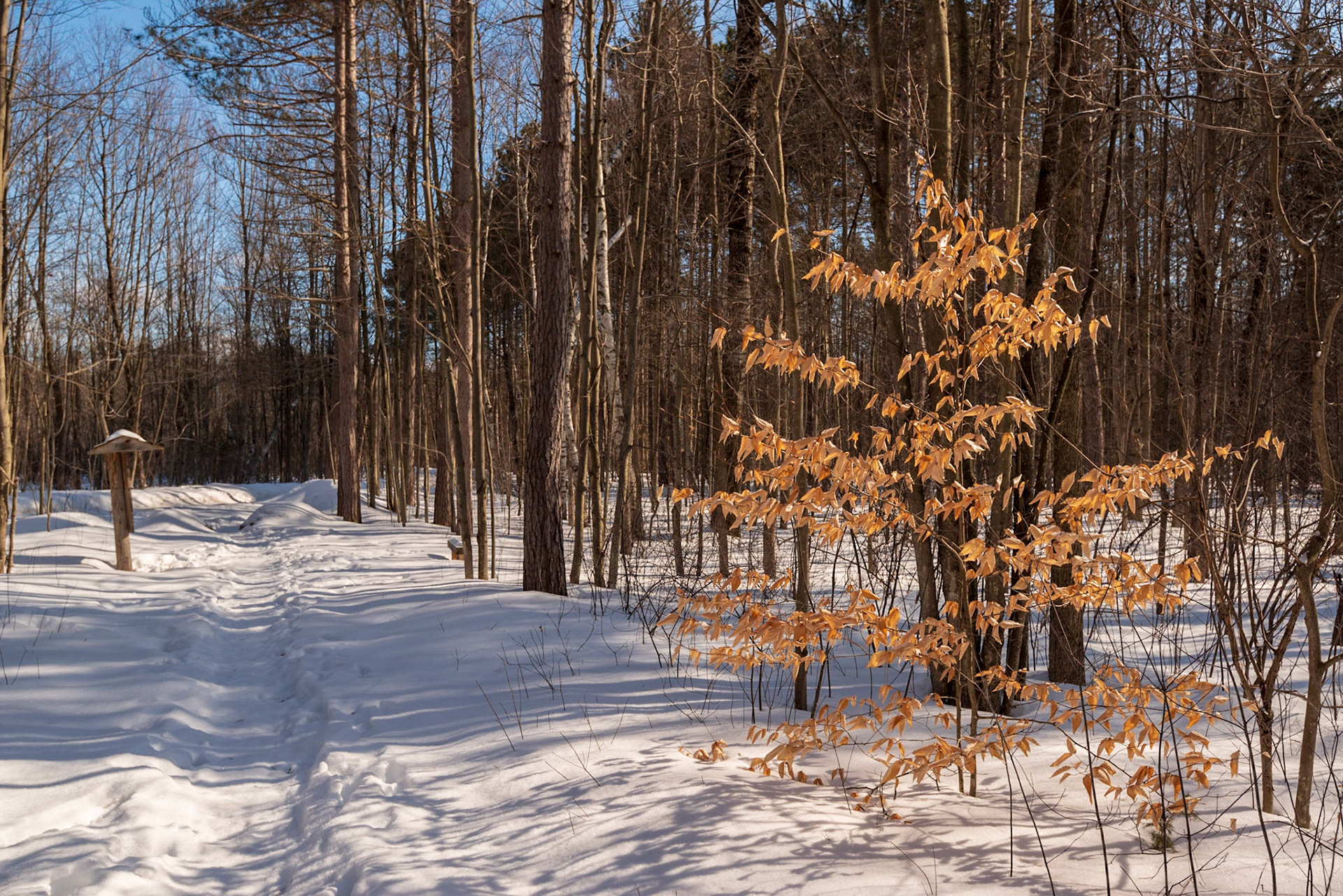This backlit tree seemed eager to have it's photo taken, and I was happy to oblige, and use the trail and trail marker as balancing elements.