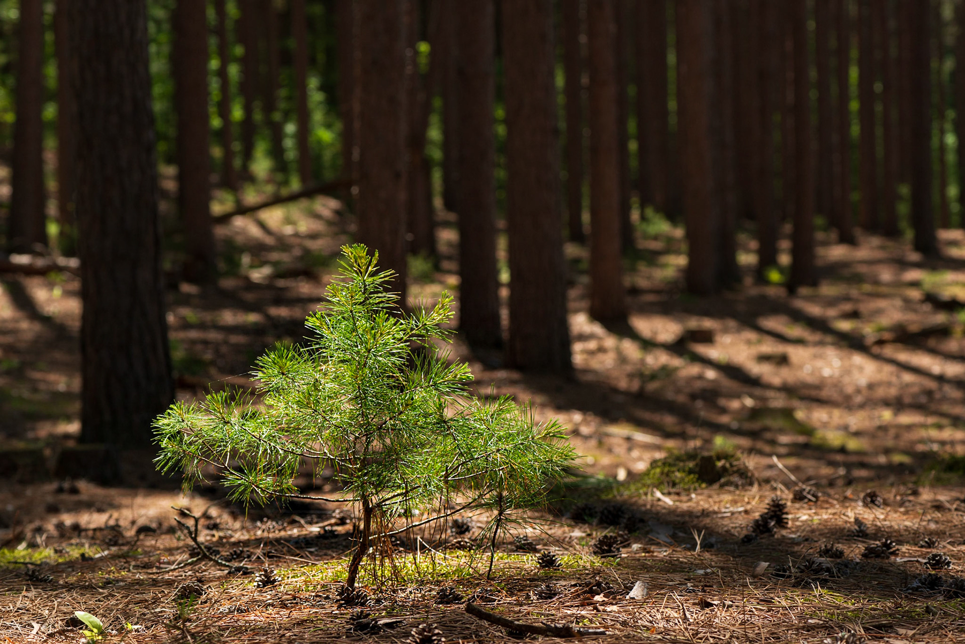 I’ve taken many shots like this in different places and seasons: youth emerging amongst the mature.