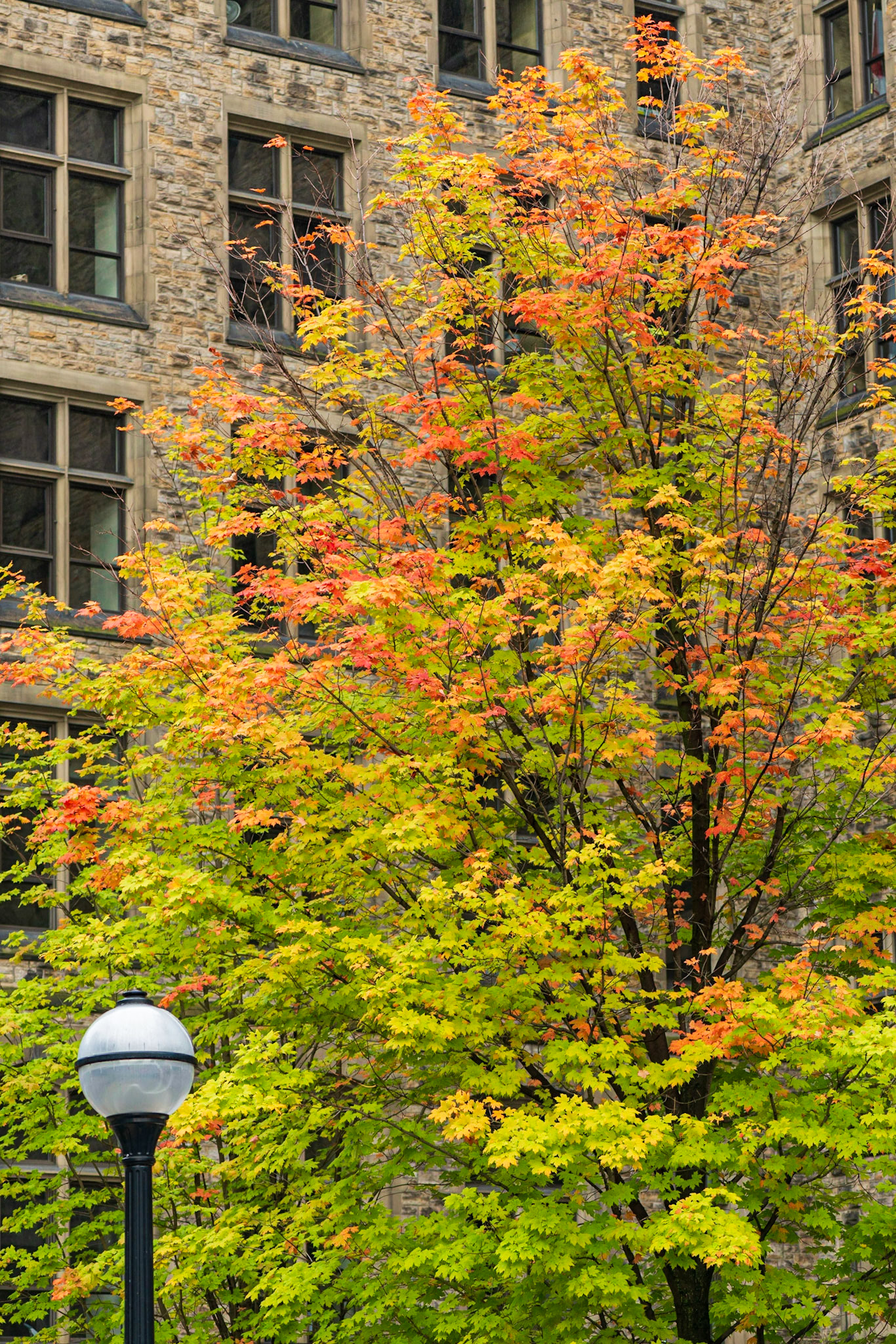 A burst of colour with an otherwise drab part of the parliament building in the background. I chose to keep the lamppost in the shot to form an implied diagonal with the tree and offer some balance.