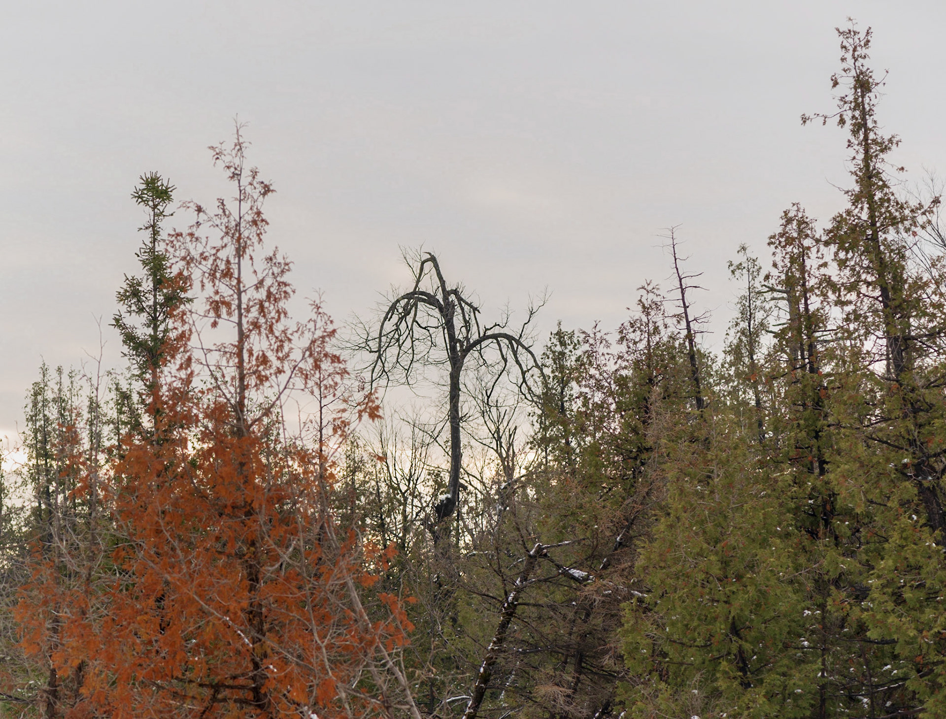 I sympathize with this poor tree, surrounded with it's healthy brethren, it seems to have completely given up.