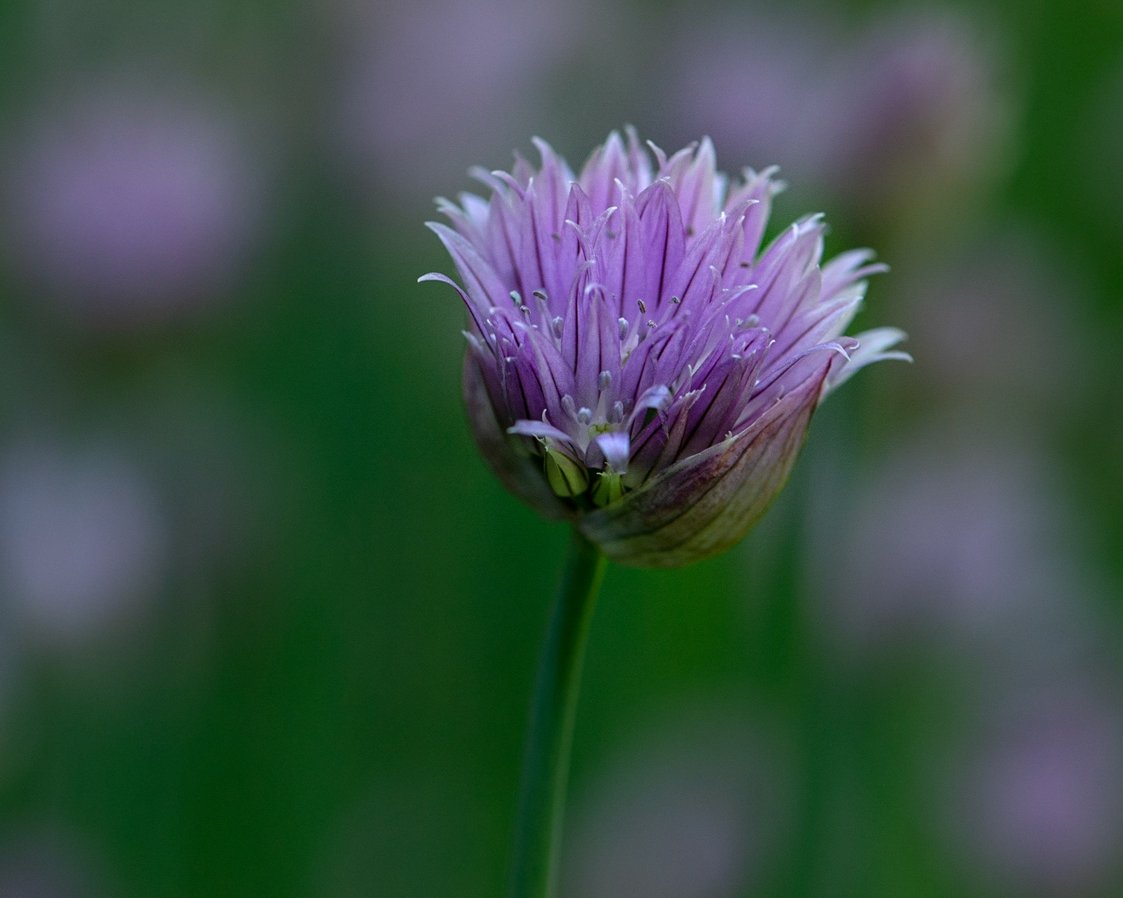 Blooming chives. Here, I chose to frame an individual bloom surrounded by its neighbours.