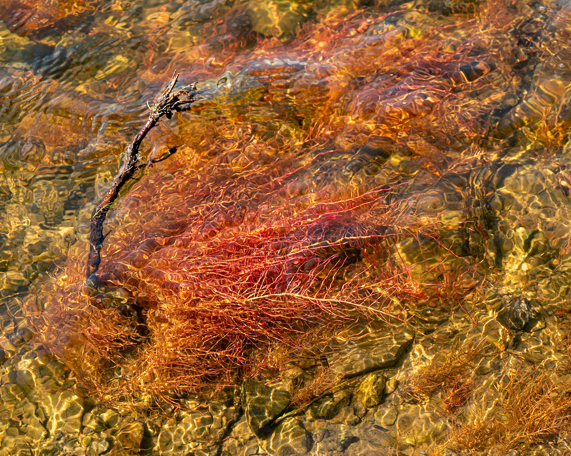 I was shooting without a polarizer, so reflections of the sky are visible. In this case, those reflections add a trail flowing off the branch and contribute to the shot.