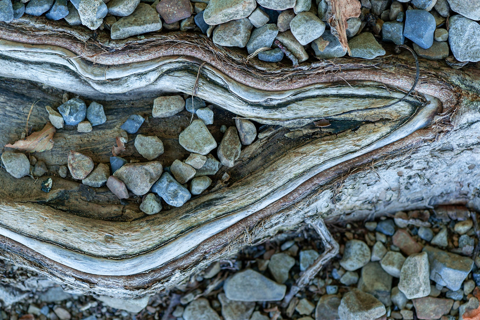 Shapes and colours. Found while walking along the river bank.