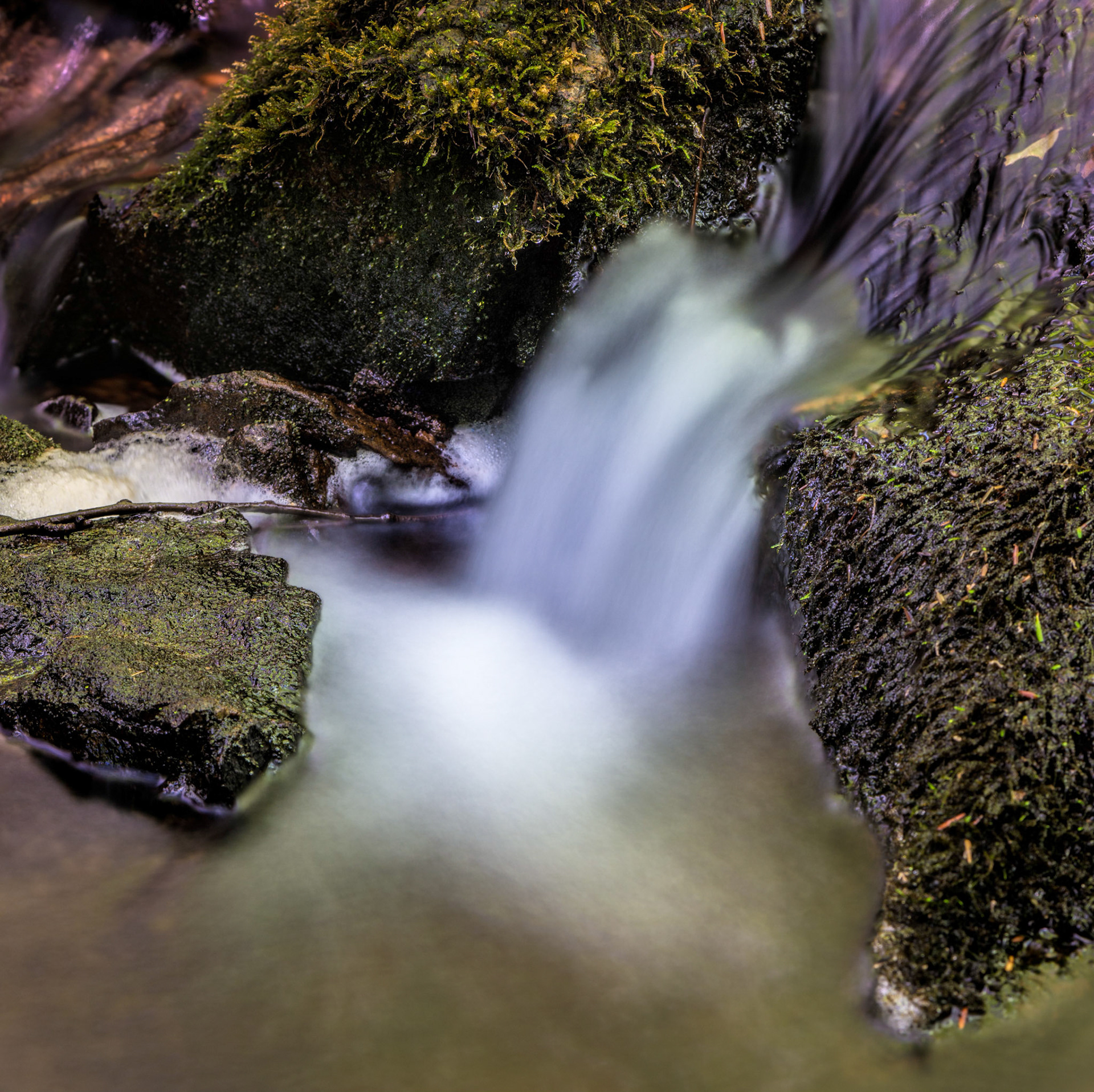 This waterfall was only a few inches high and barely made a murmur within the quiet of the forest.