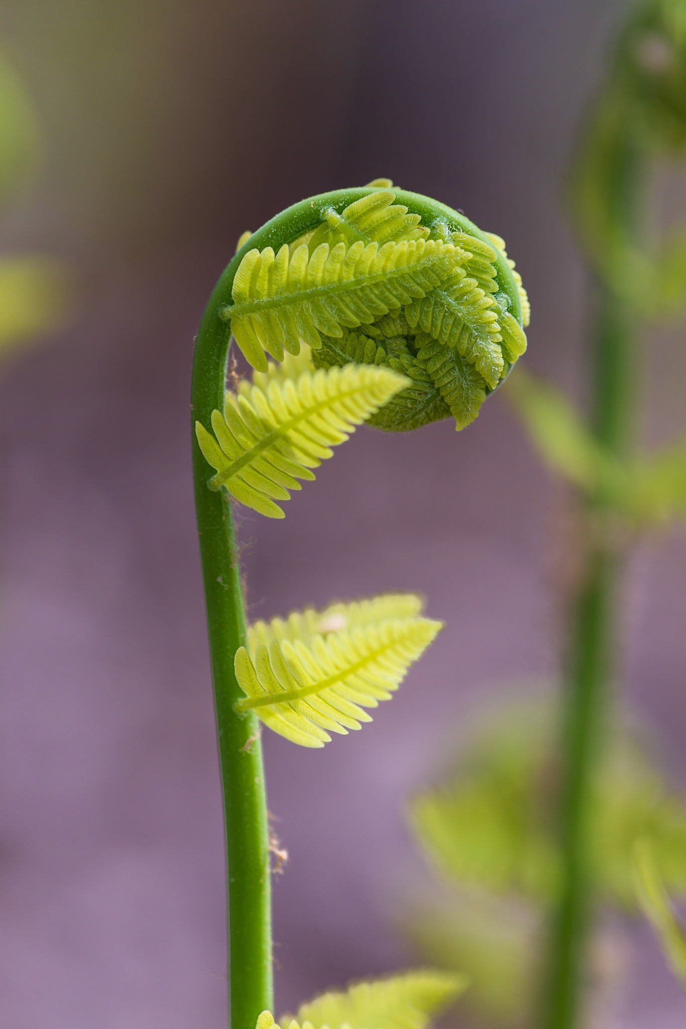 This is a bit of a playful shot, with the bashful fern seeming to hide from my camera. It was framed to have as unobtrusive a background as possible.