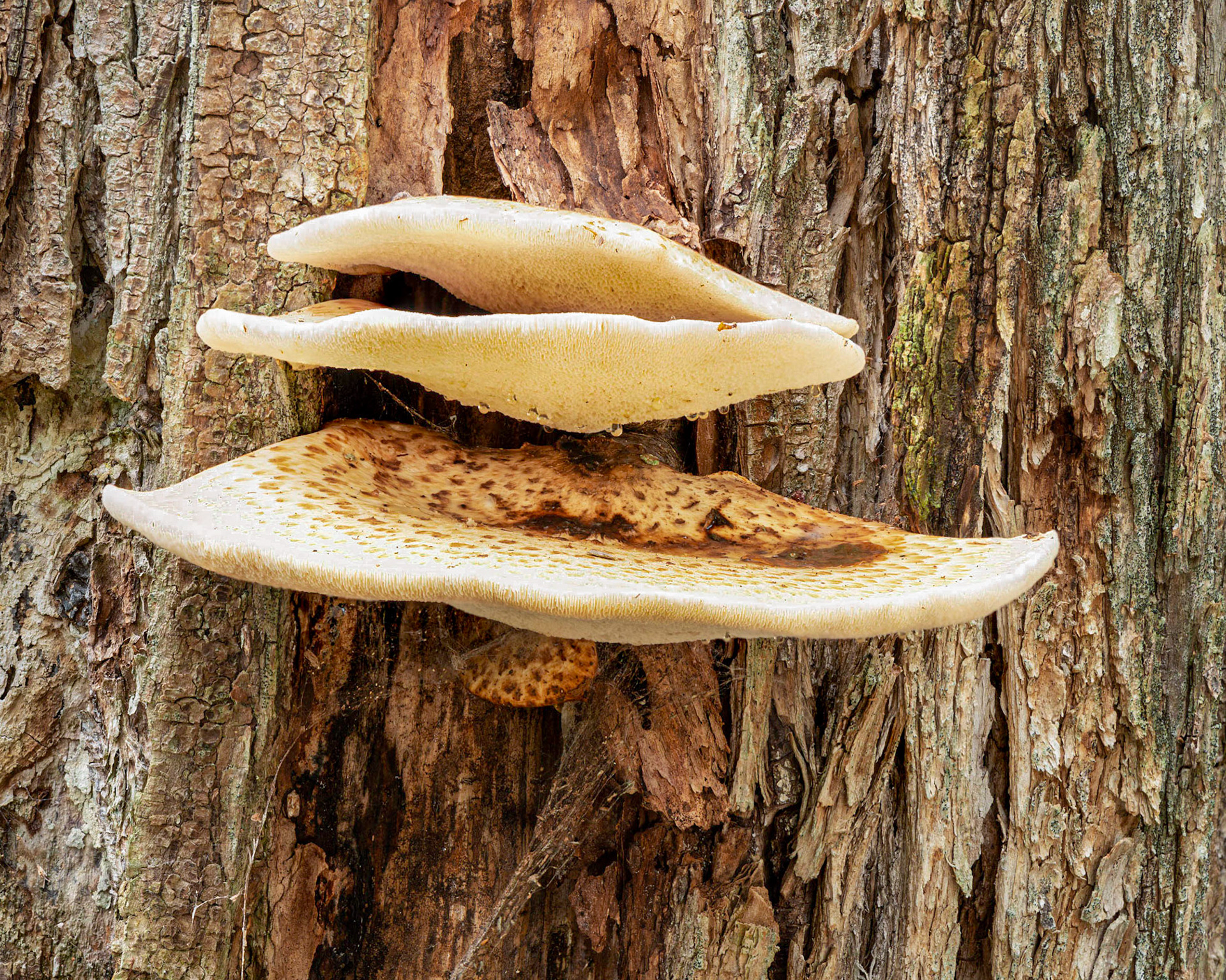 I noticed this tree fungus as I was heading back to the parking lot to meet up with my friends.