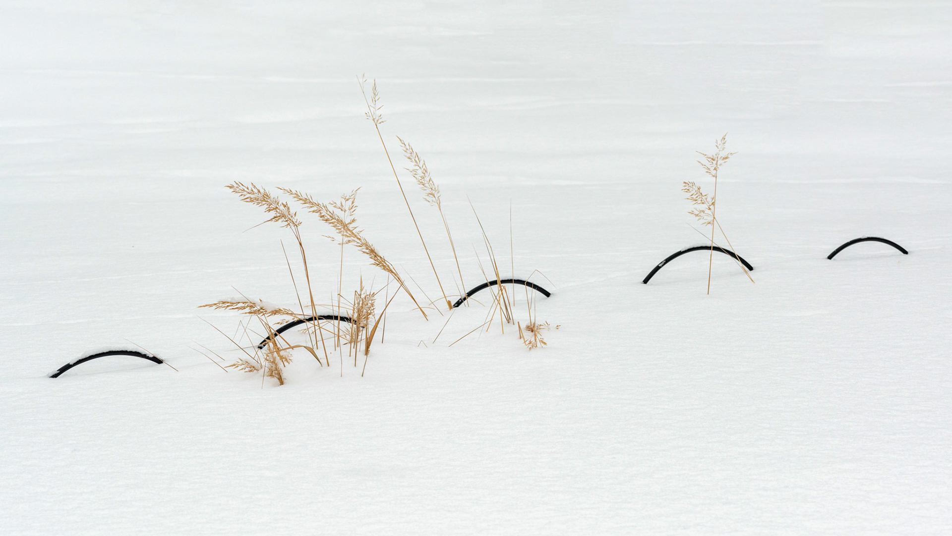 I found this to be an interesting combination of subjects: one natural and delicate, and the other human-made and hard.