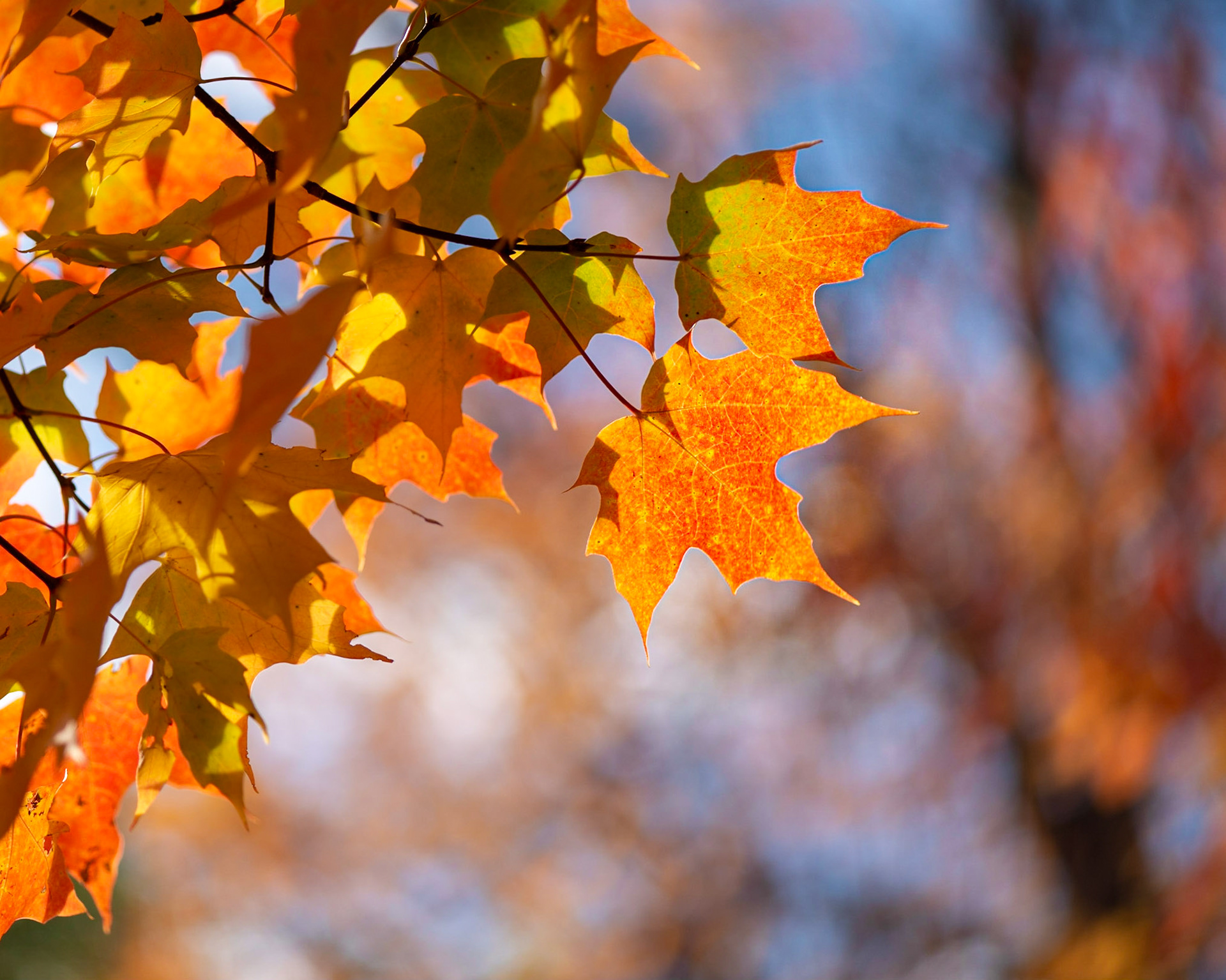 I saw sunlight illuminating these leaves and quickly ran over to capture a shot. The key factor was choosing an angle to give a nice background.