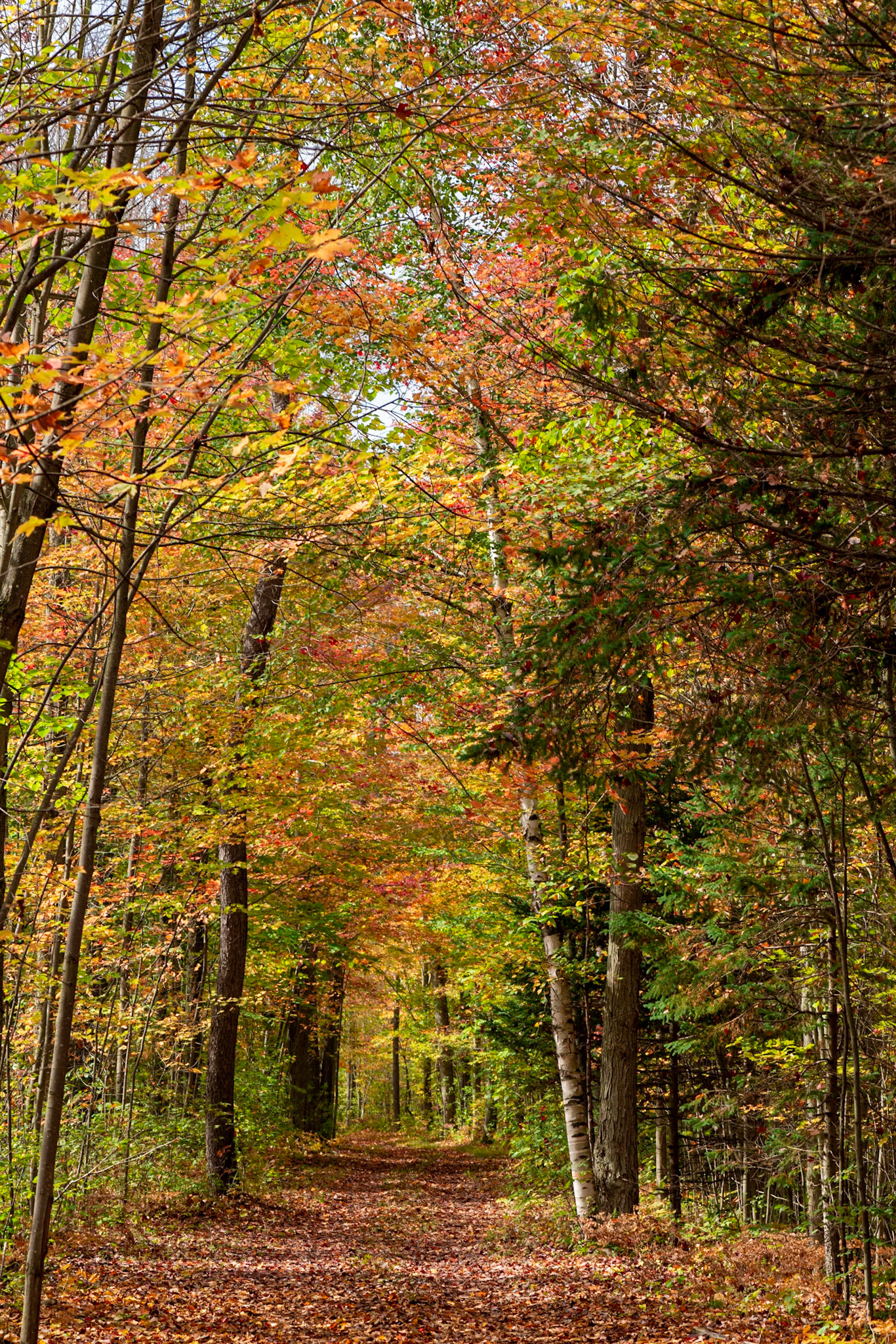 A trail in the forest near the boardwalk. This pretty much sums up the beauty of a lovely fall day.