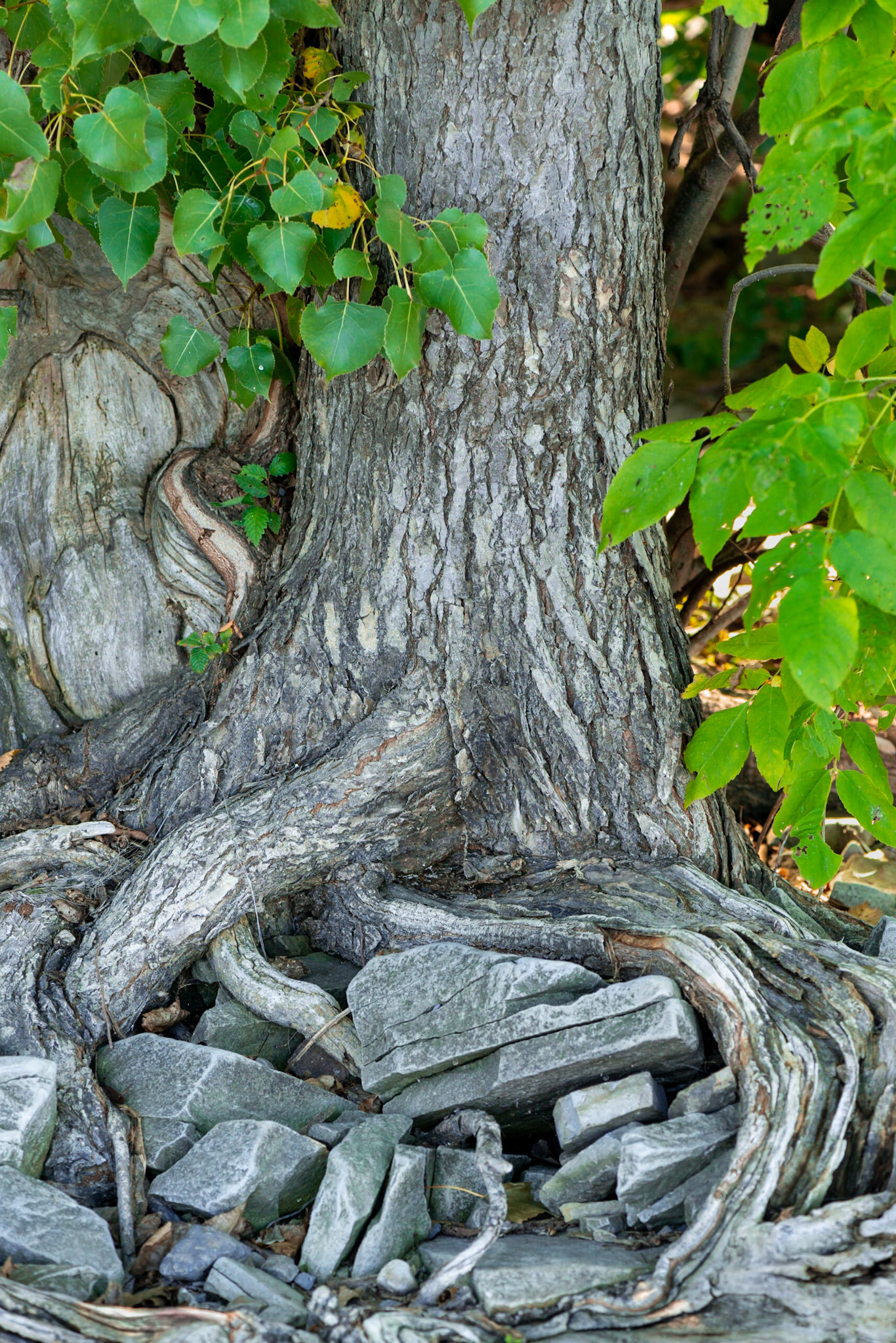 This tree seemed to be hugging its collection of rocks.