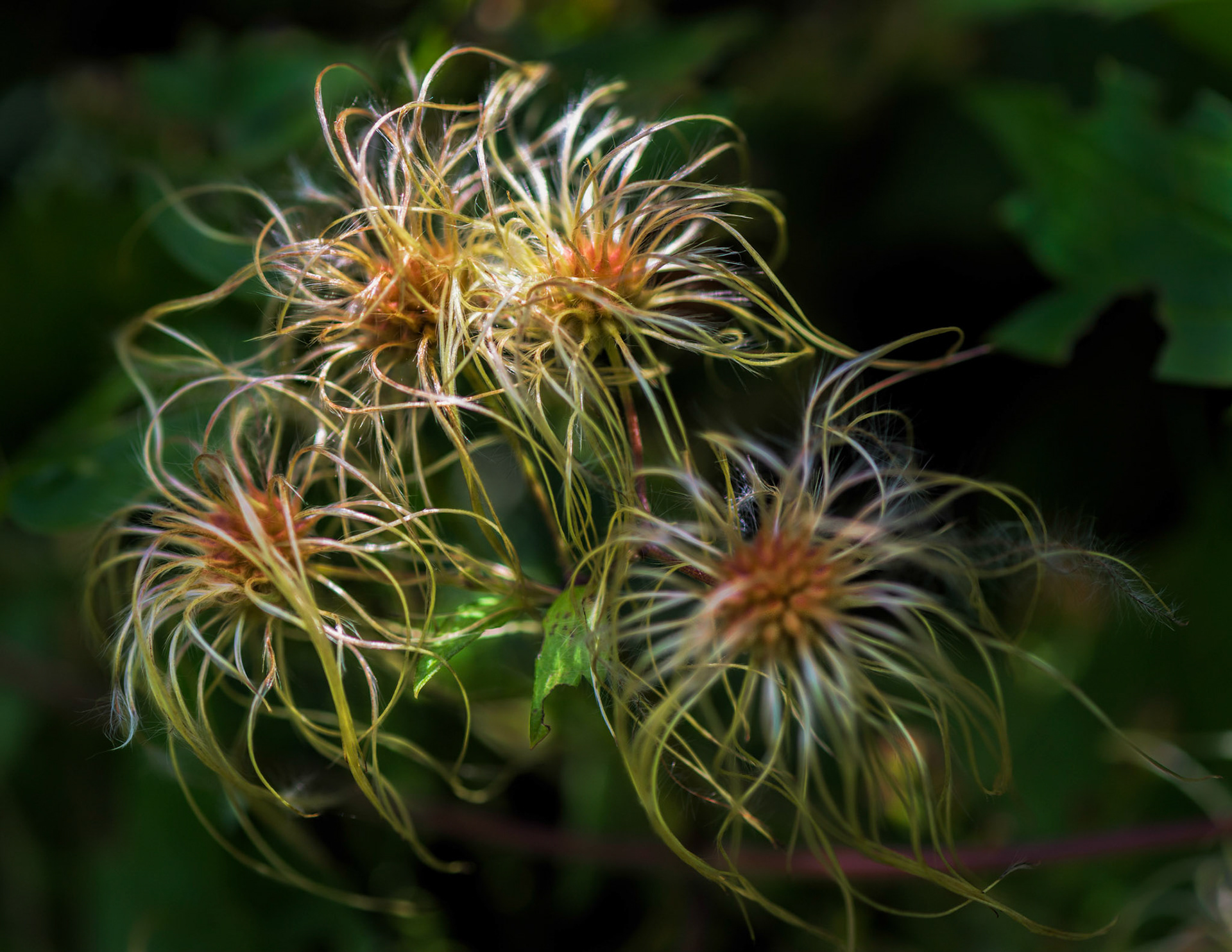 This native variety of clemantis was growing in profusion along the trail.