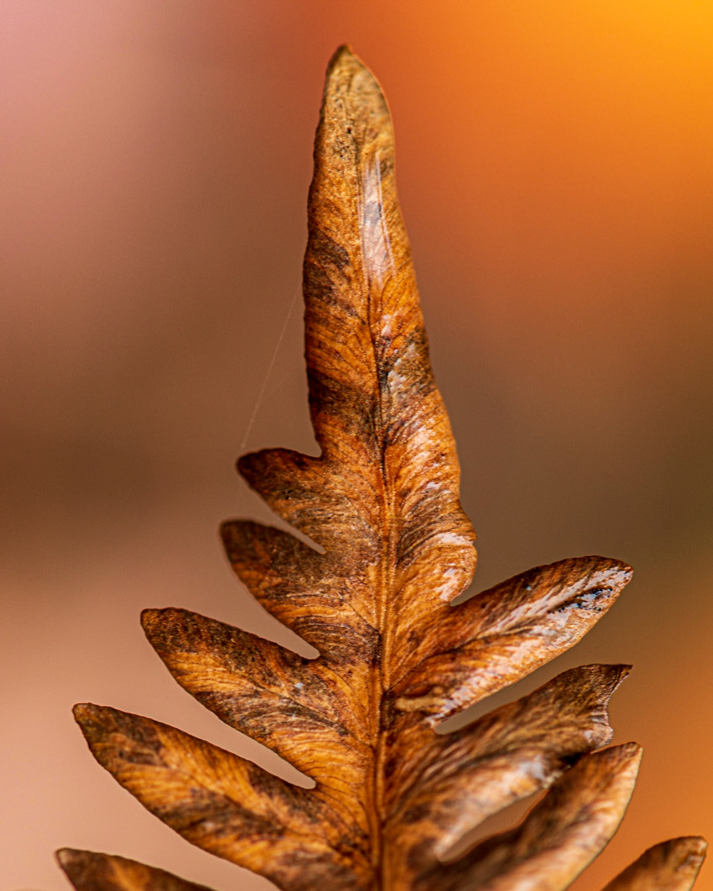 I love the soft, subtle, colour graduations in this shot, which is otherwise strongly geometrical. I didn’t have much depth of field to work with, and the slight breeze was working against me too.