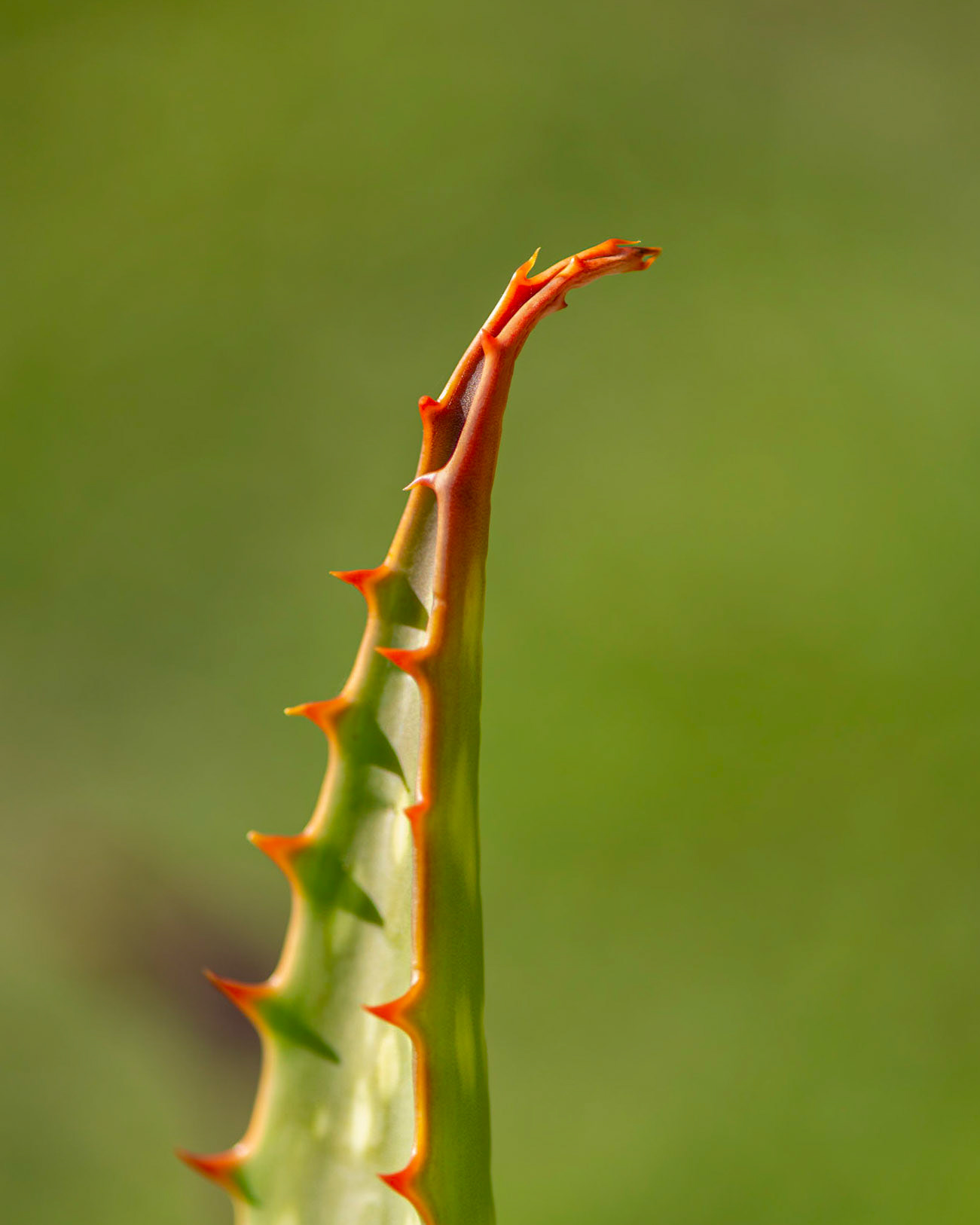 I was aiming for a minimalistic composition with this shot of a tropical plant. Difficult to nail focus handheld especially with a breeze blowing. This was my best attempt.