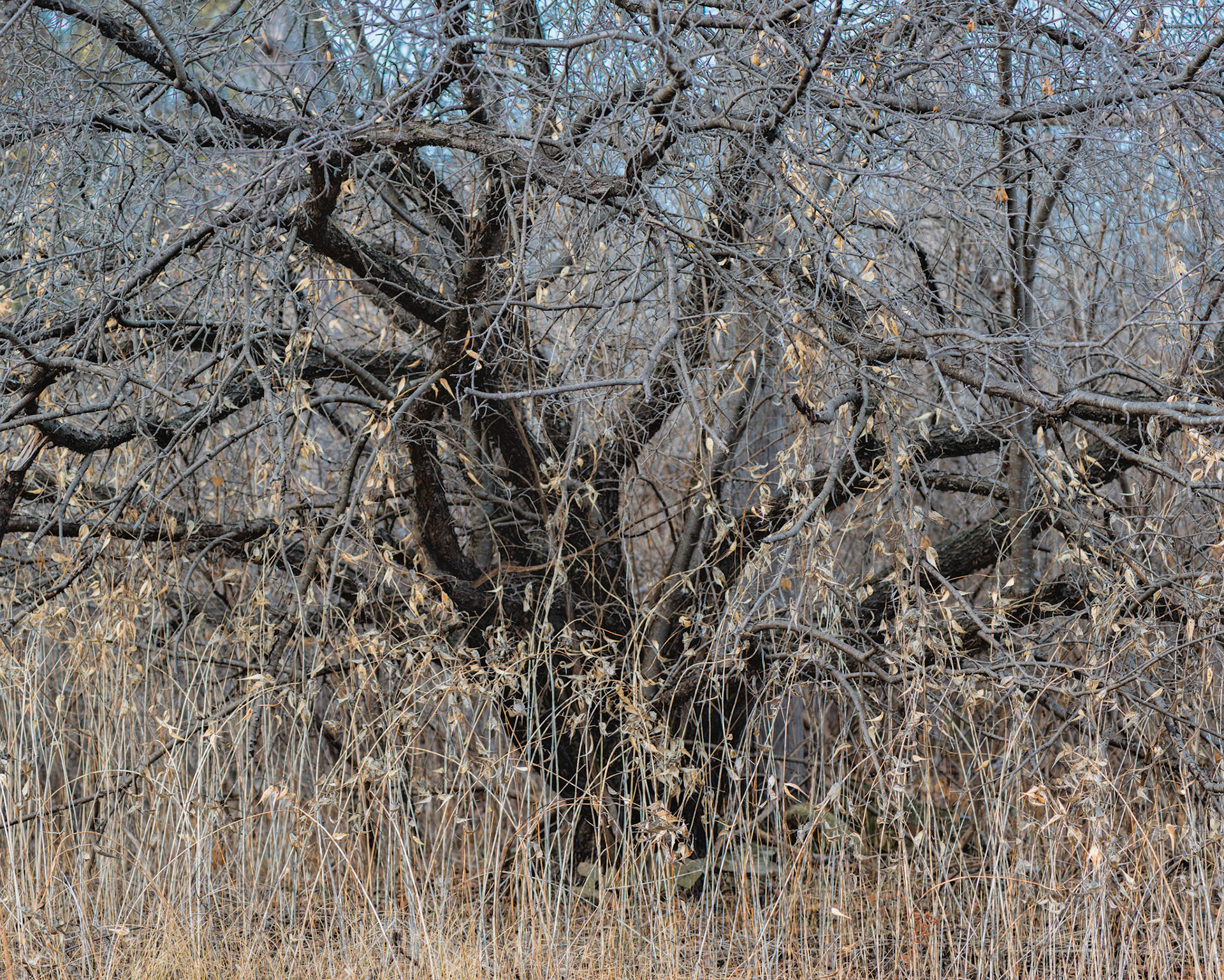 This scene stopped me dead in my tracks. The structure of the tree gives weight and interest within the attractive environment of gold grasses set against the blue sky.