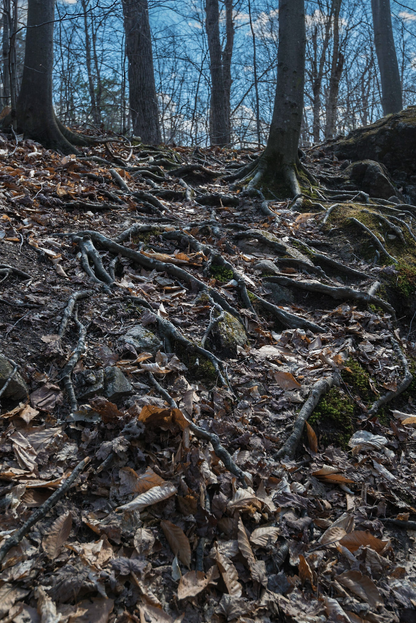 I find trees fascinating, especially shots like this one that shows the roots struggling to find soil in a rocky landscape