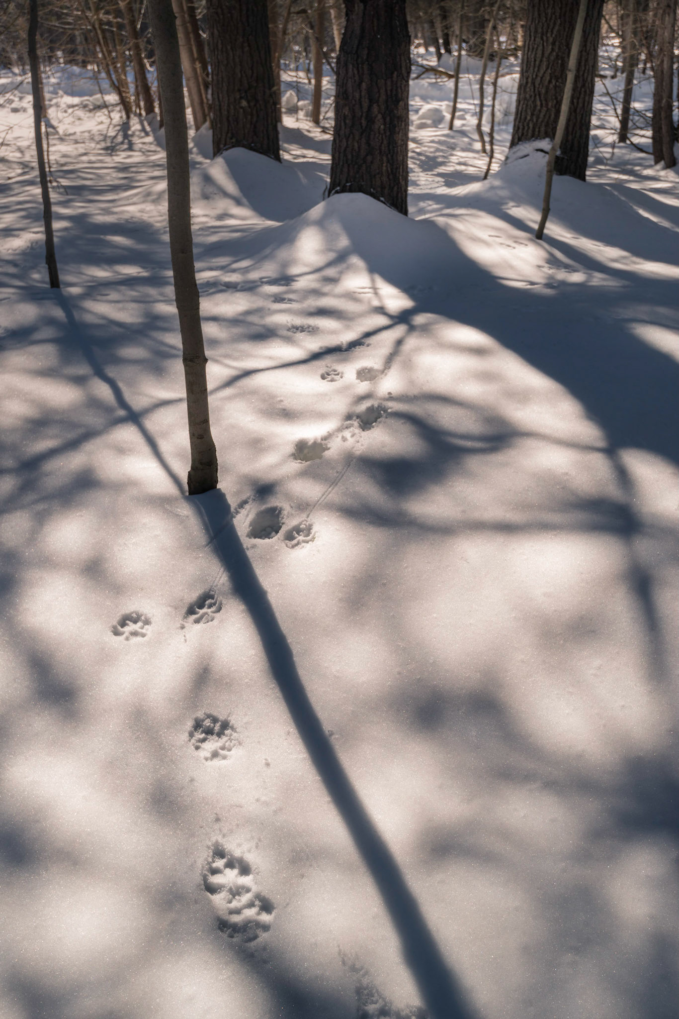The forest is home to deer and other wildlife and there were many tracks in the fresh snow.