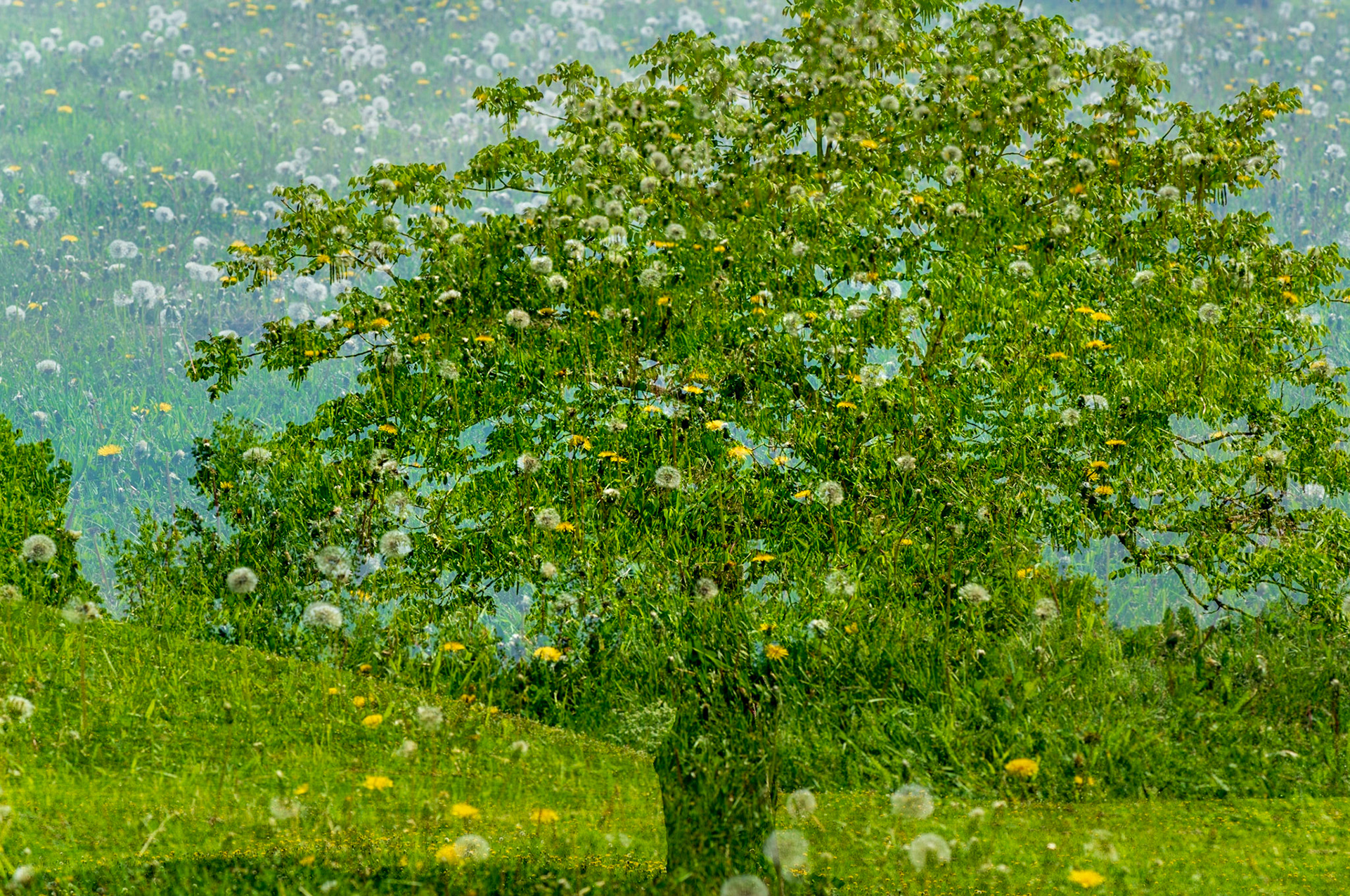 A tree overlaid with a field of dandilions that had mostly gone to seed. I find that this composition has a painterly quality to my eyes.