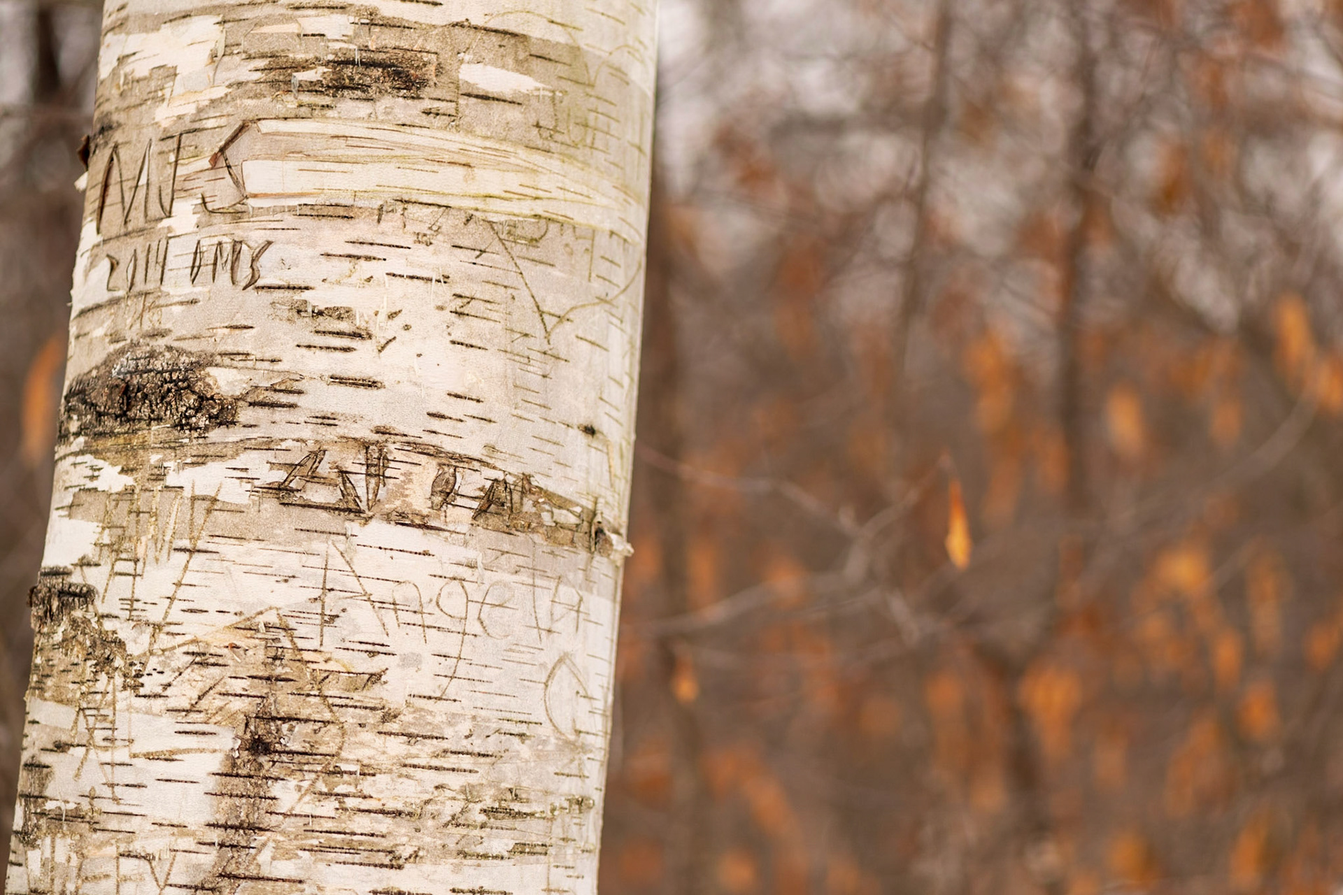 I wonder what became of Angela and the person who carved her name. There's a story here, but we can only imagine what it might be.