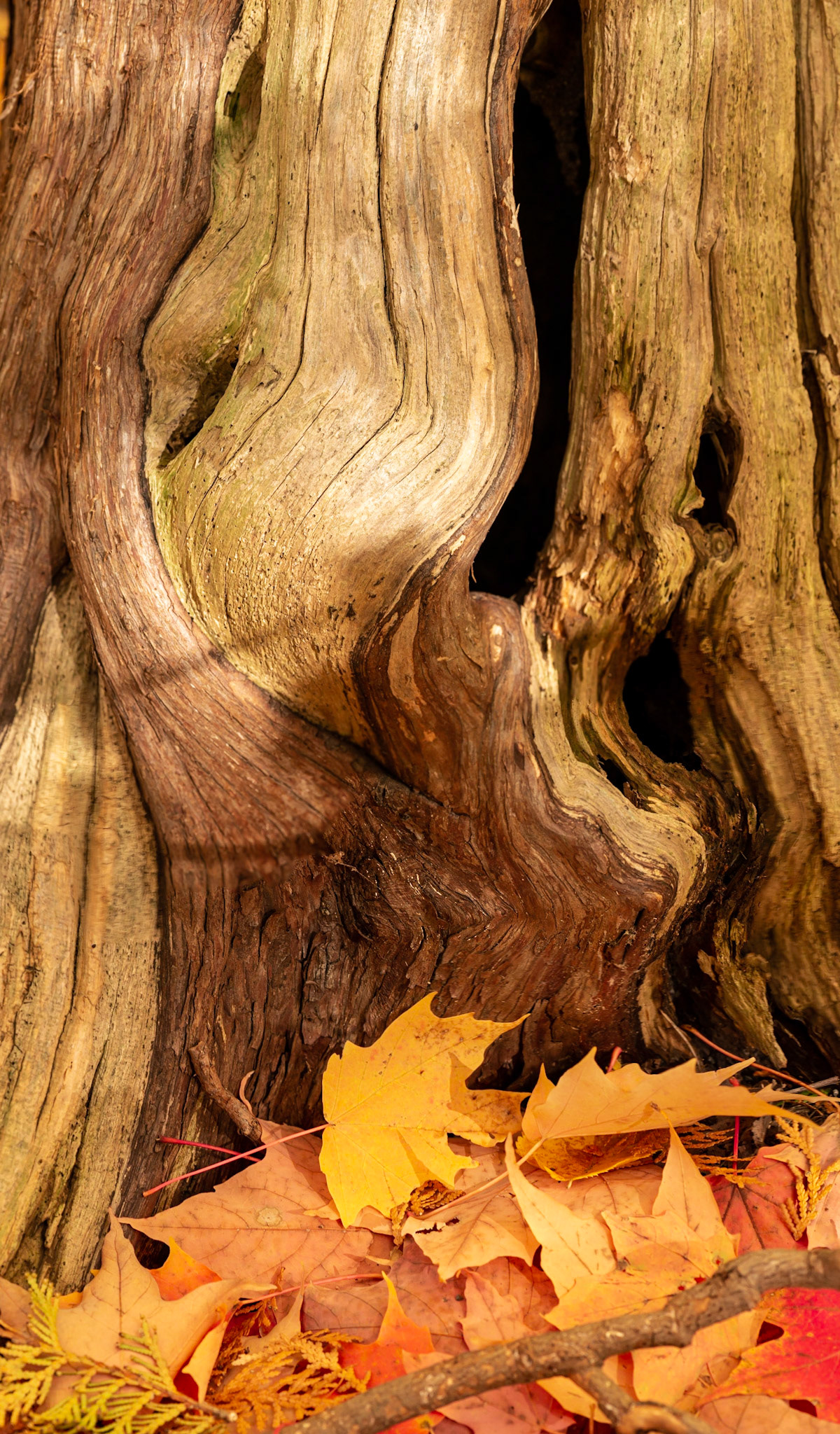 The sinewy shapes formed by the tree trunk drew my attention. This is another vertical panorama.