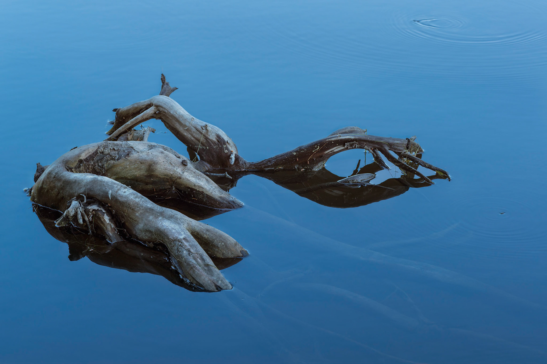 This fallen tree almost seems alive as it rises above the still water with only a few water insects for company.