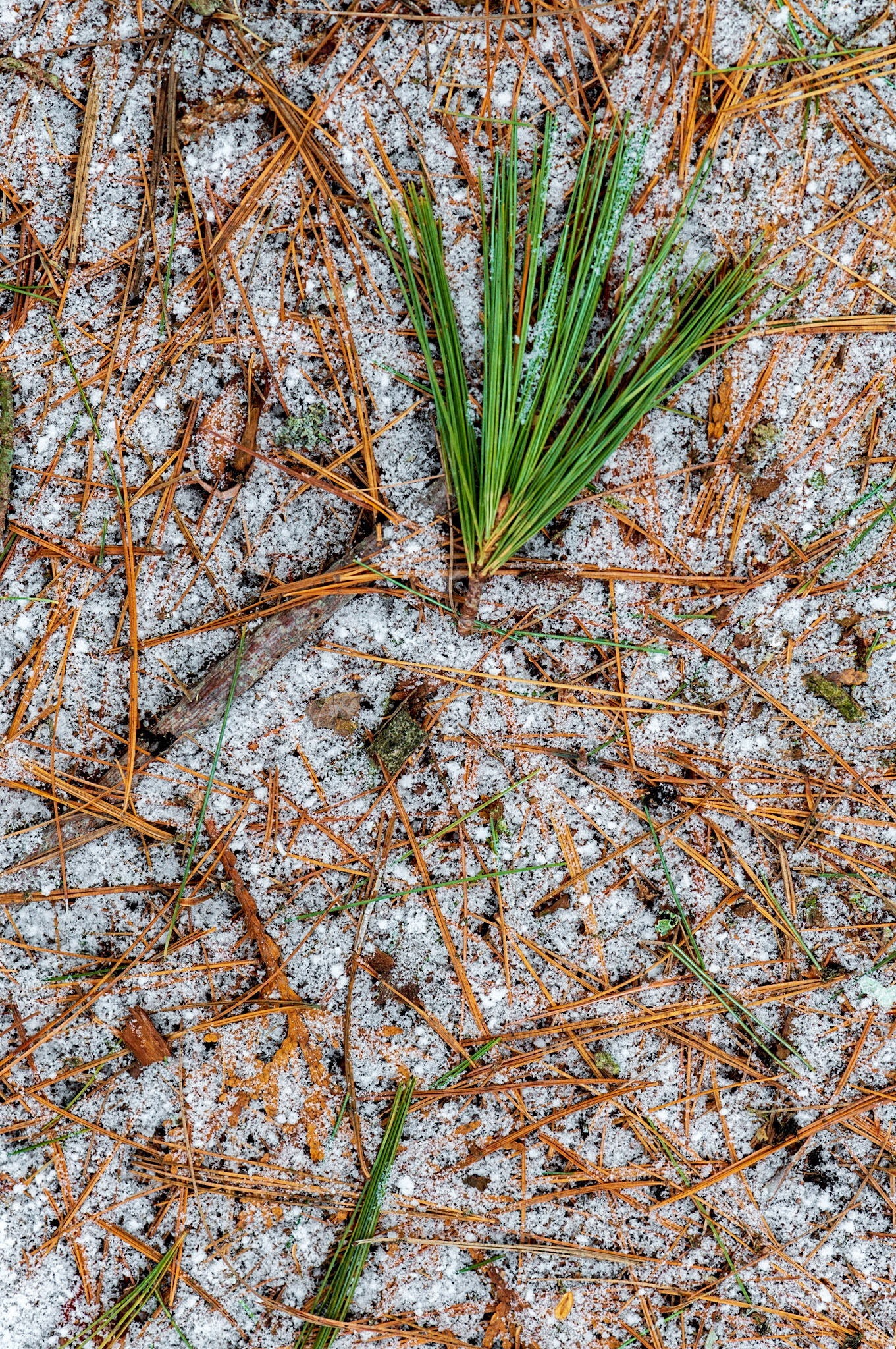 A dominant group of green needles set on a background of contrasting orange needles and blue-tinted snow.