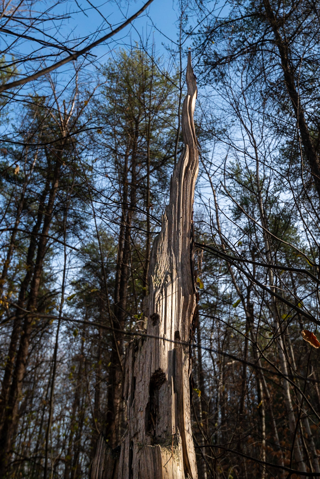 Between sites 3 and 4. On the way back to the car, I came upon this natural obelisk in the forest.