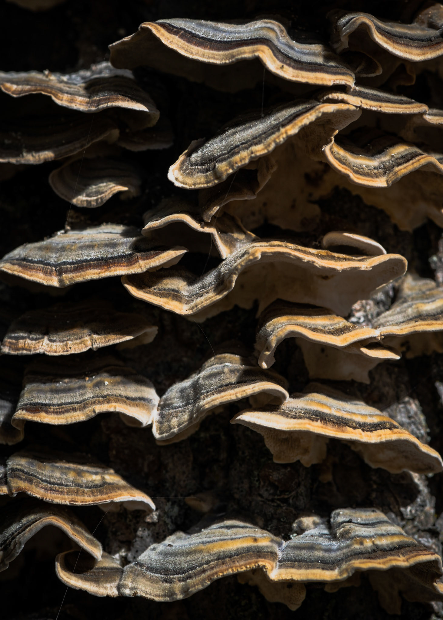 In this shot I was going for an abstract composition and deliberately maintained high contrast to emphasize the pattern