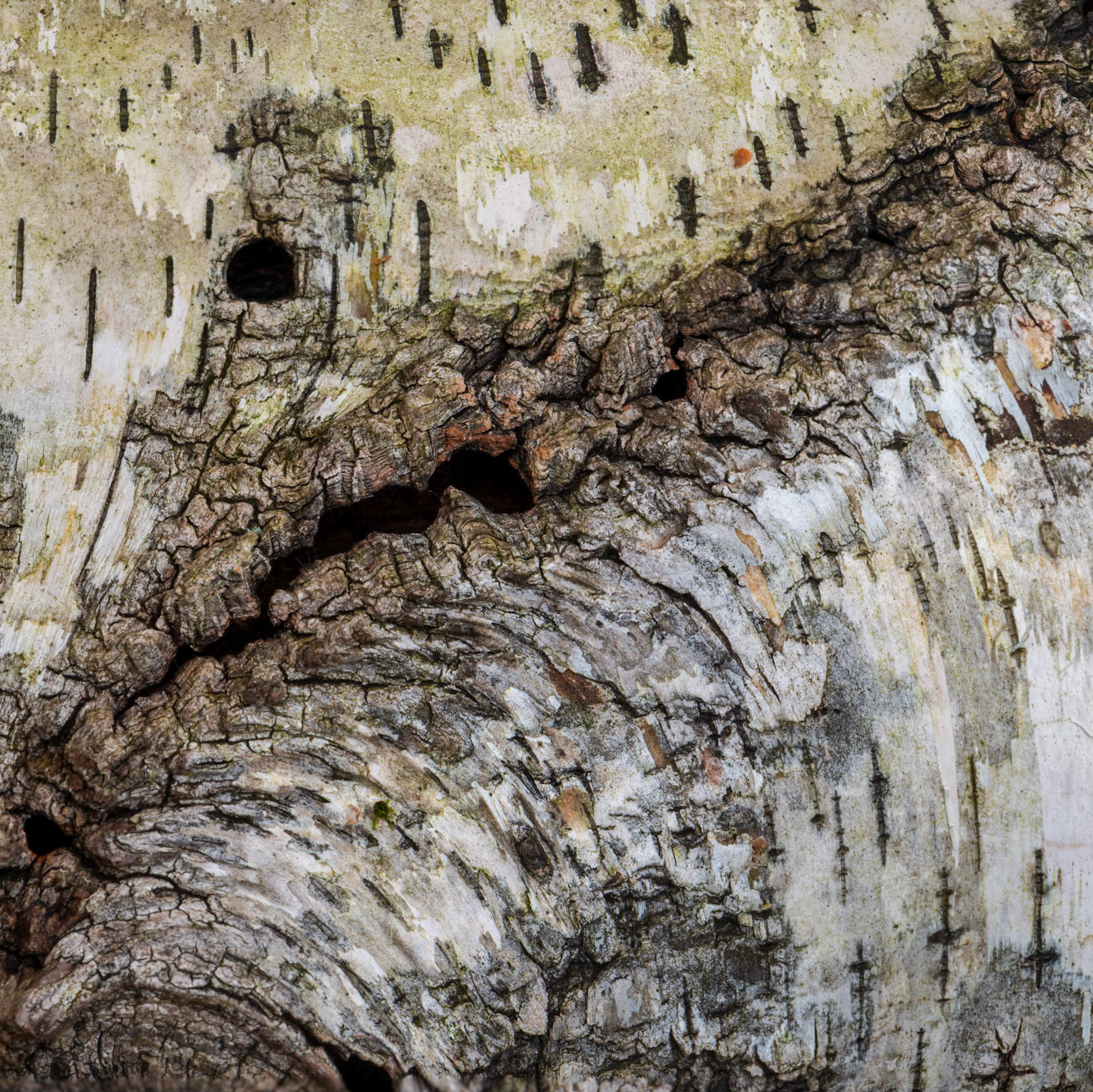 As humans, we are programmed to look for faces, since that's how we distinguish friends from foes. But that means we often see faces where where there are none.