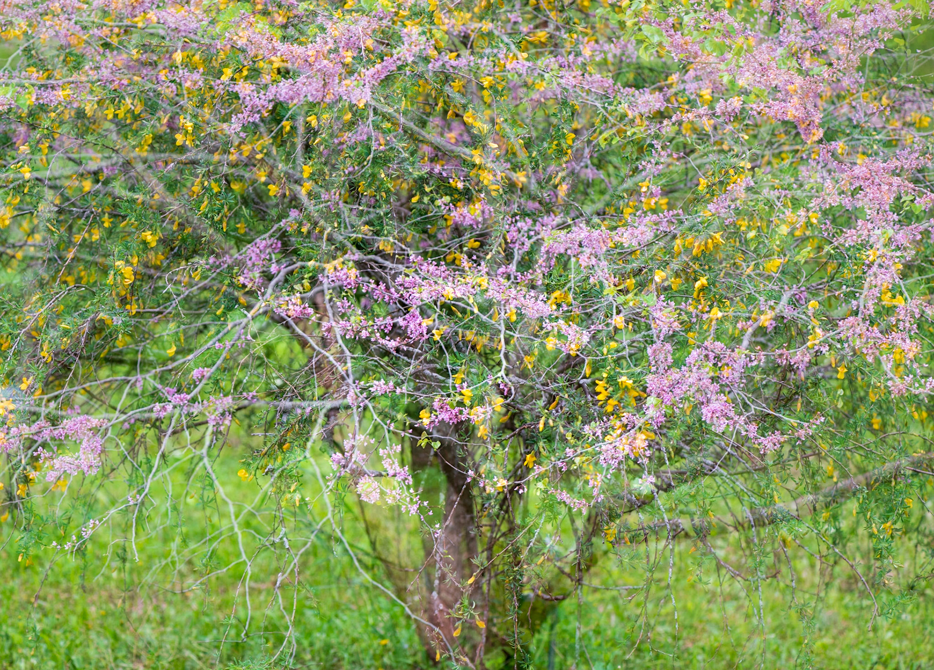 A tree in bloom overlaid with a yellow bush. I positioned the shot of the bush so that the yellow would align with the blossoms on the tree.