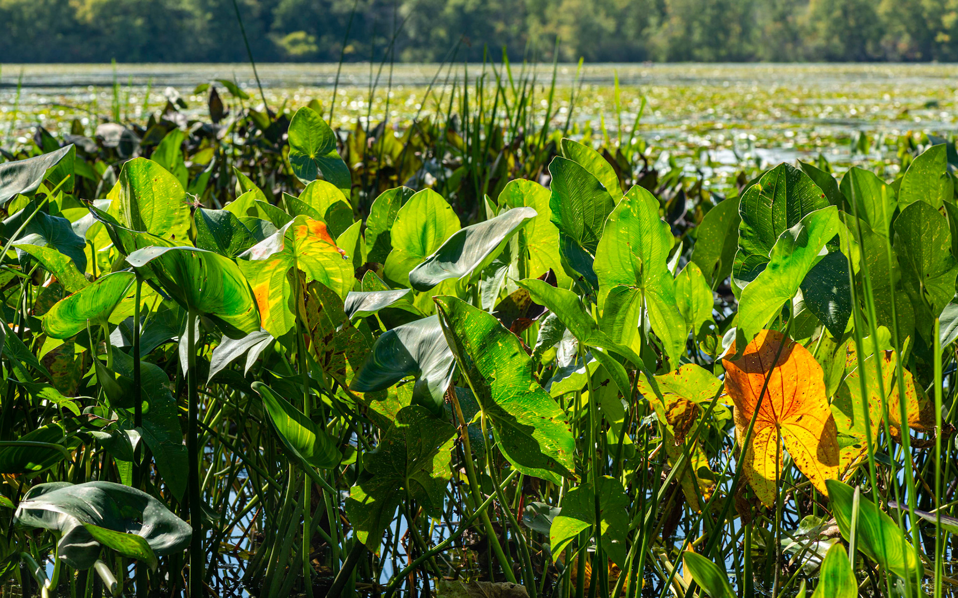 I'm attracted by bold colours. To get this shot, I offered nourishment to the local mosquito population.