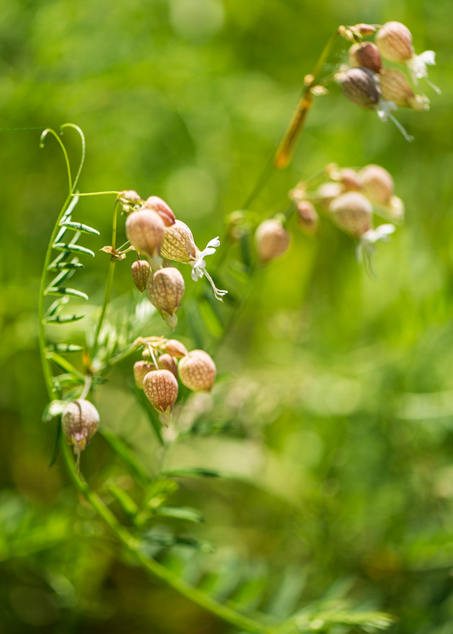 In this shot I was drawn to the sweep of the stem that served to frame the flower near the centre that I chose as the focal point for the composition.