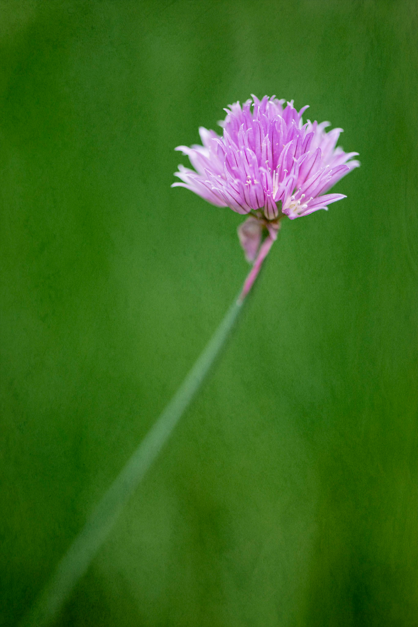 Another chive photo, sunlit and taken a few days after the other. Here, I was aiming for minimalism, and made use of the stem as a leading line.