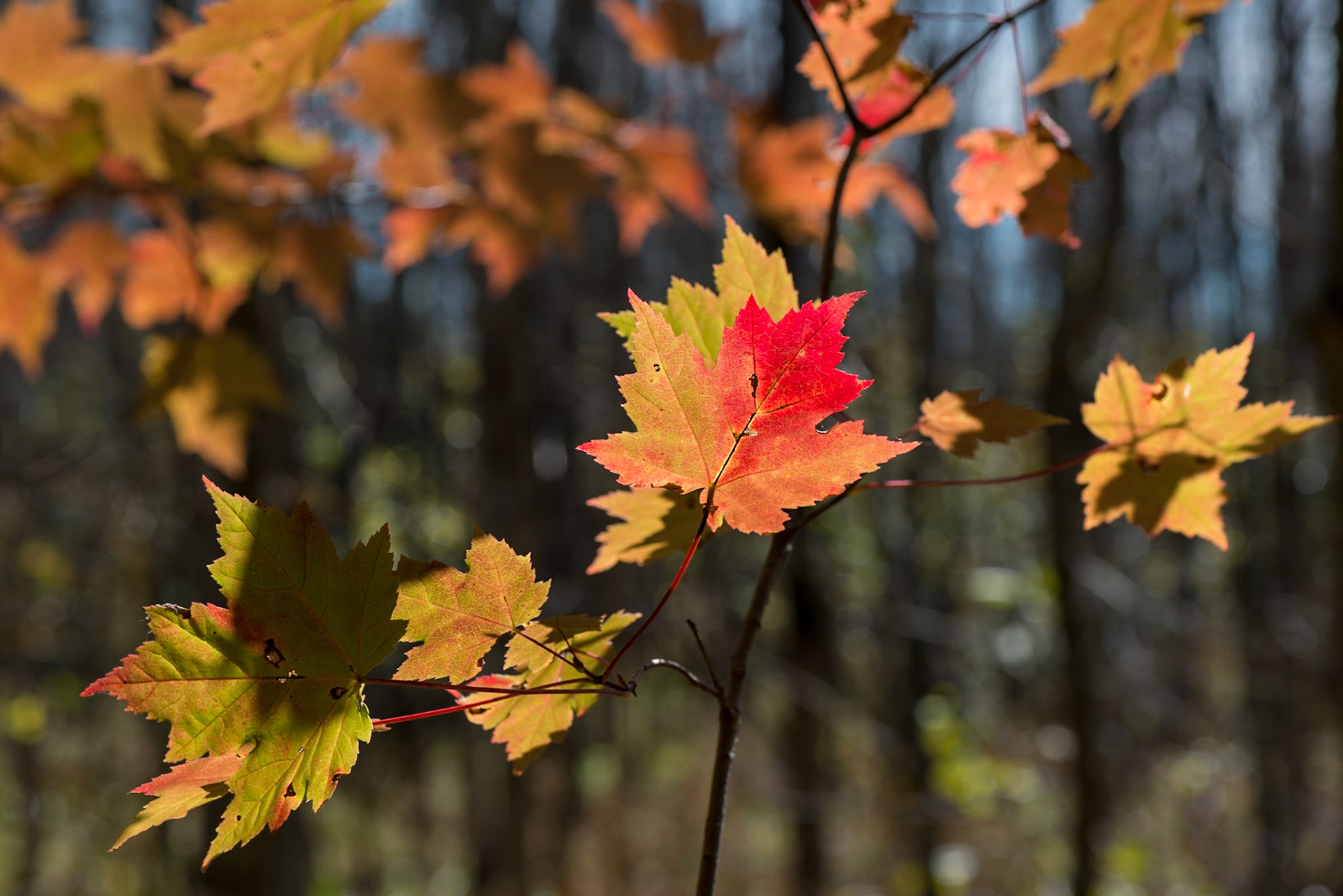 Red is the colour that most draws our eye. Here I found a touch of red on a S-curved pair of branches