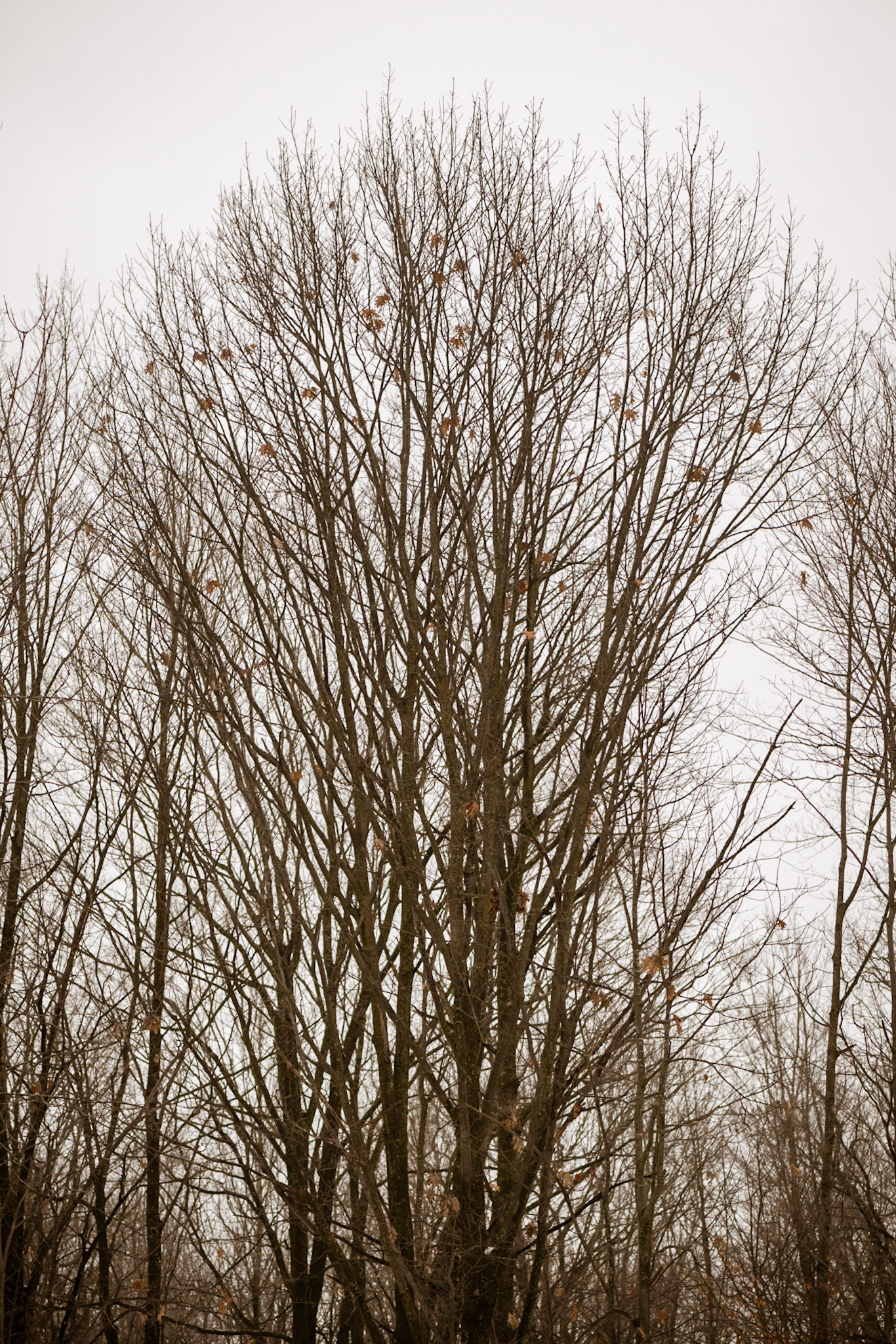 I shot this to evoke feelings of quiet sadness. It is stark and nearly monochrome, and the few remaining leaves are all that is left from happier times.
