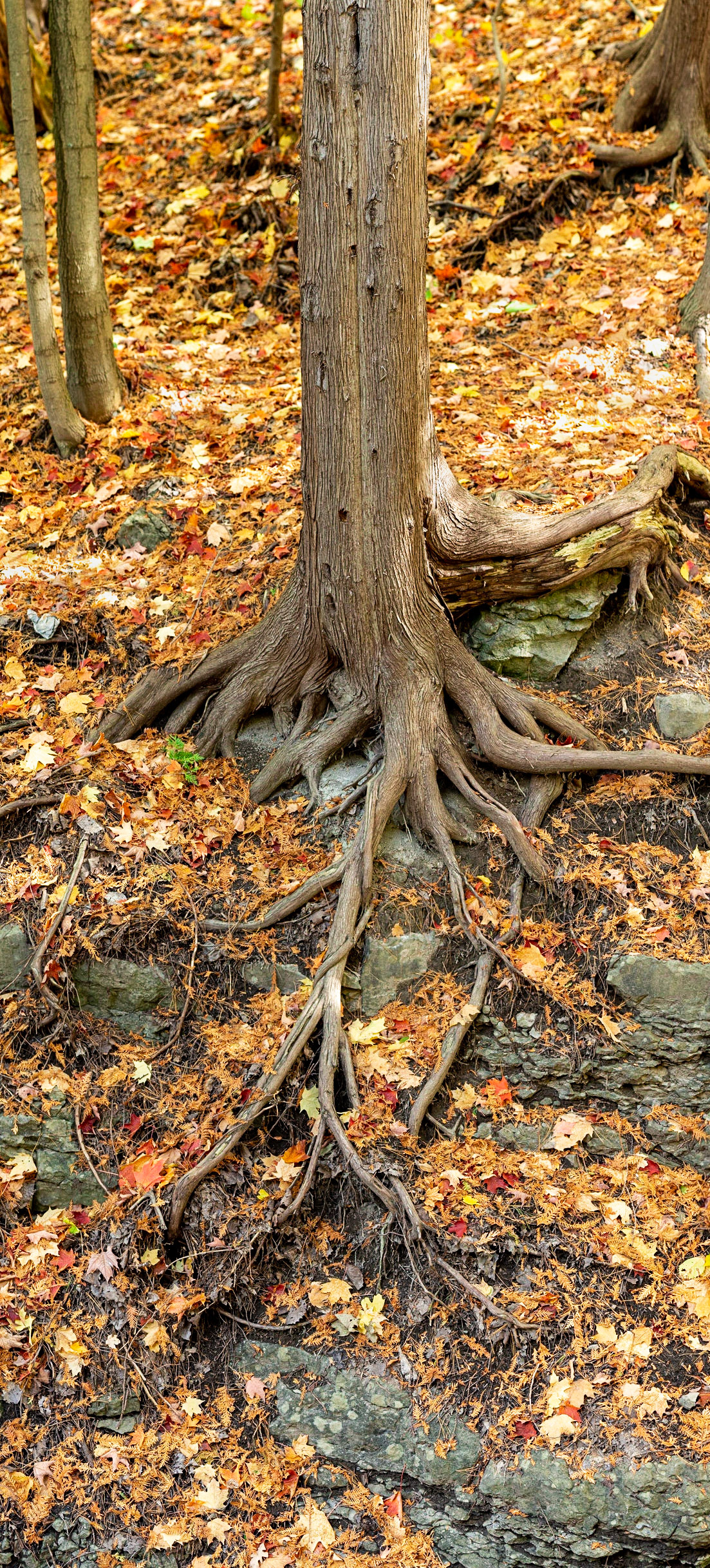 This is a vertical panorama of one of the trees growing on the bank of the brook leading to the waterfall.