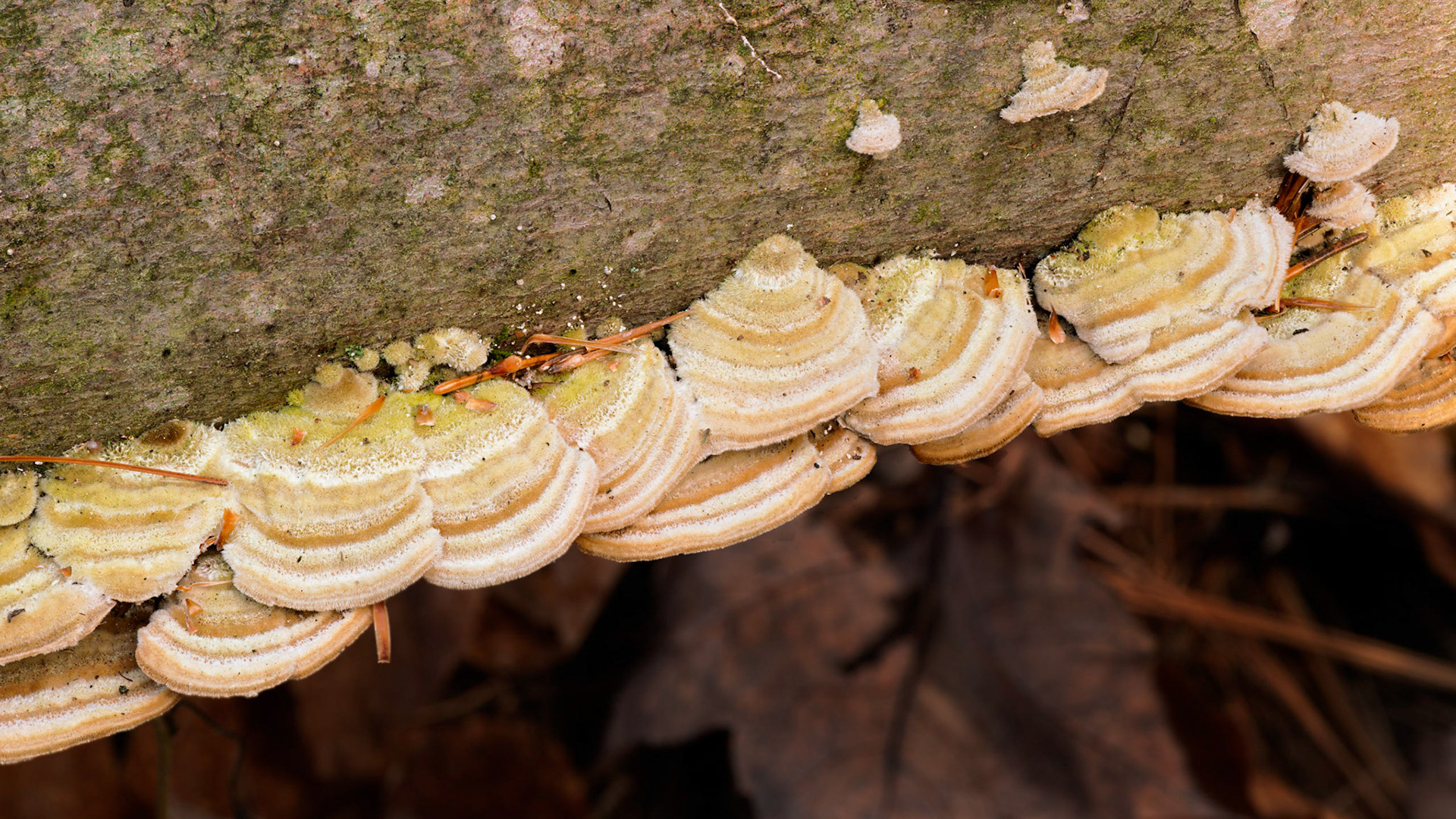 Site 2. I'm always on the lookout for interesting tree fungus. This photo was created using a focus stack.