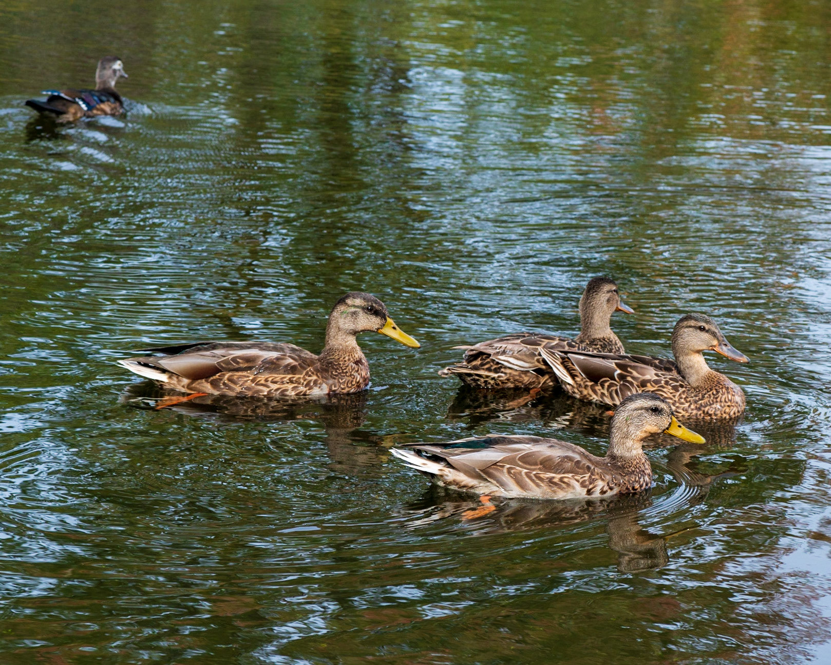 I don't normally take shots of birds or other wildlife, but these ducks were being very cooperative.