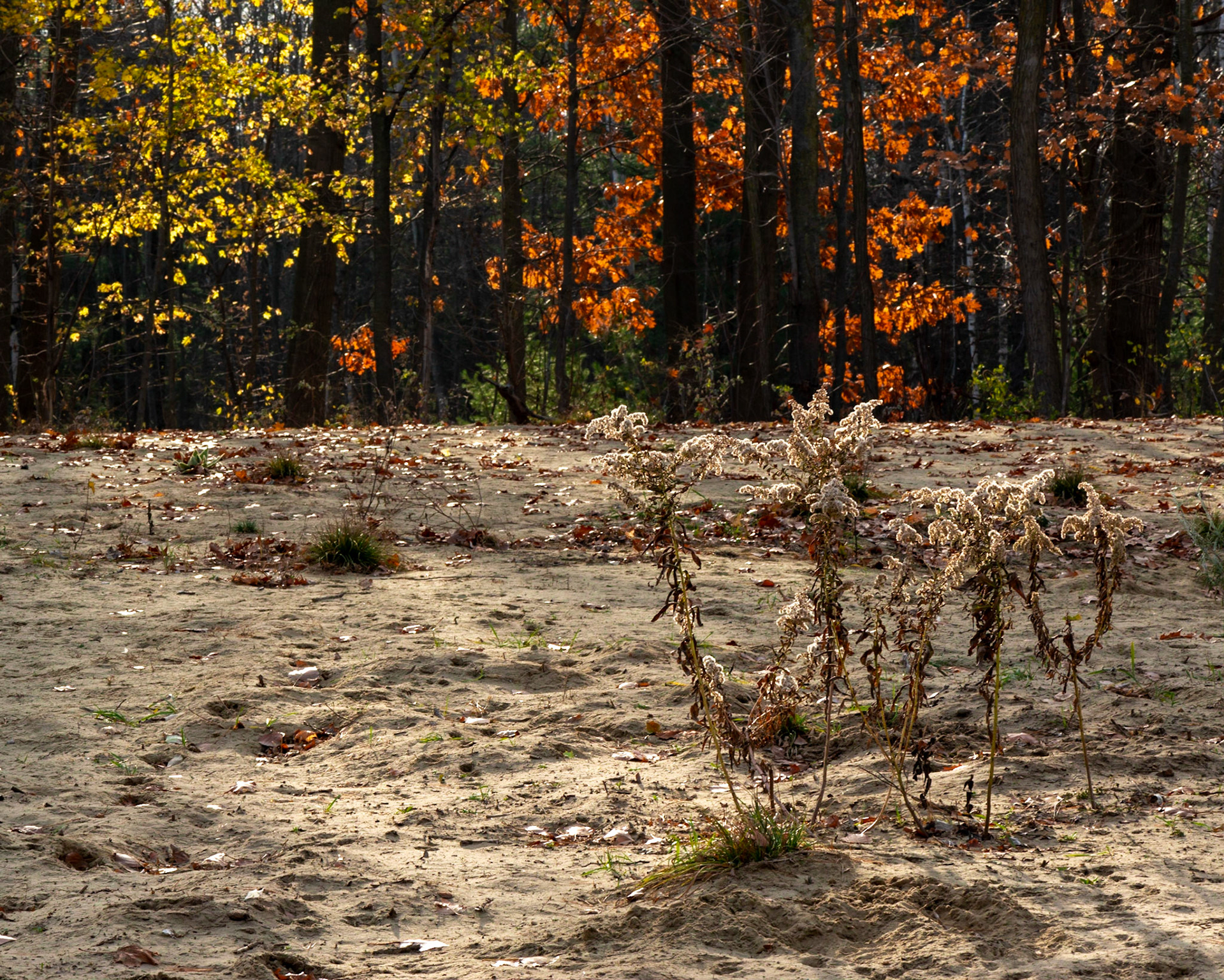 Site 4. I so love backlighting! The main challenge here was finding something suitable for the foreground.