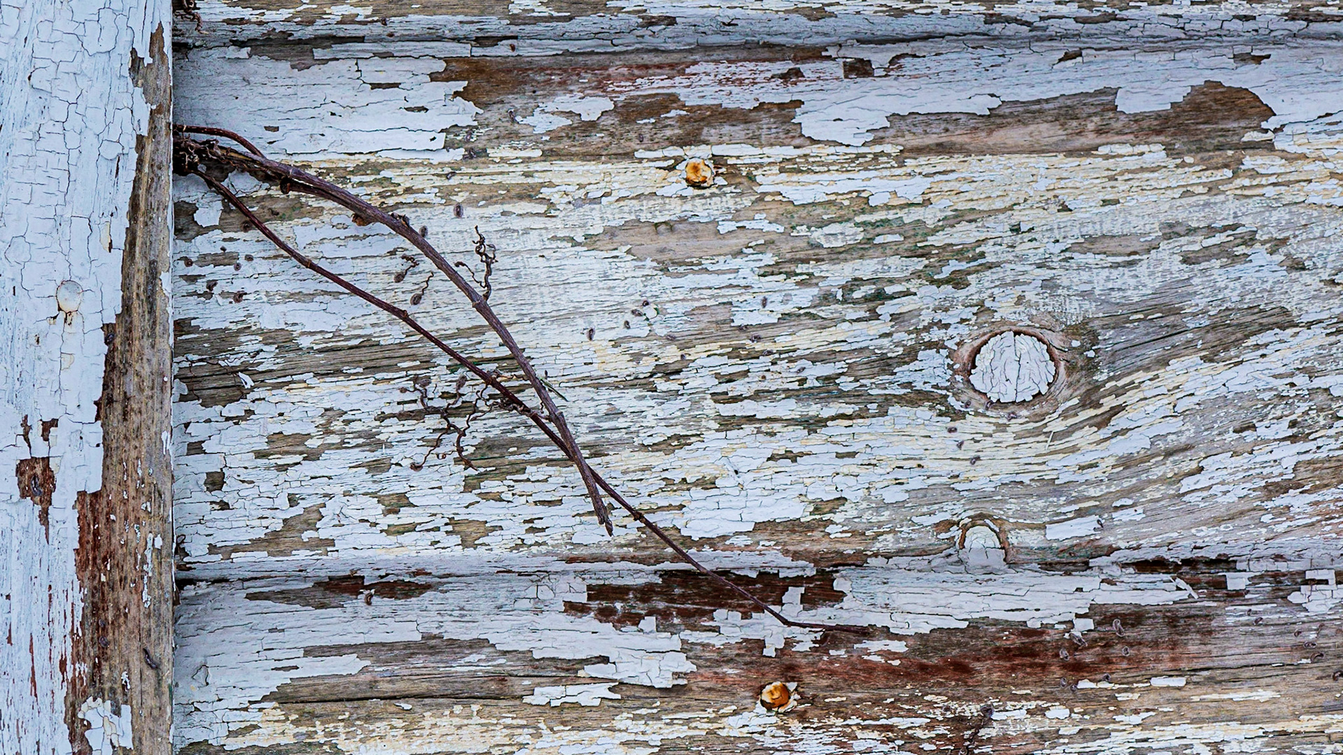 I arranged this shot to balance the vine and the prominent wood knot, and likewise to balance the vertical and horizontal boards. Thematically, it’s about the decay of the unnatural, and return of the natural.