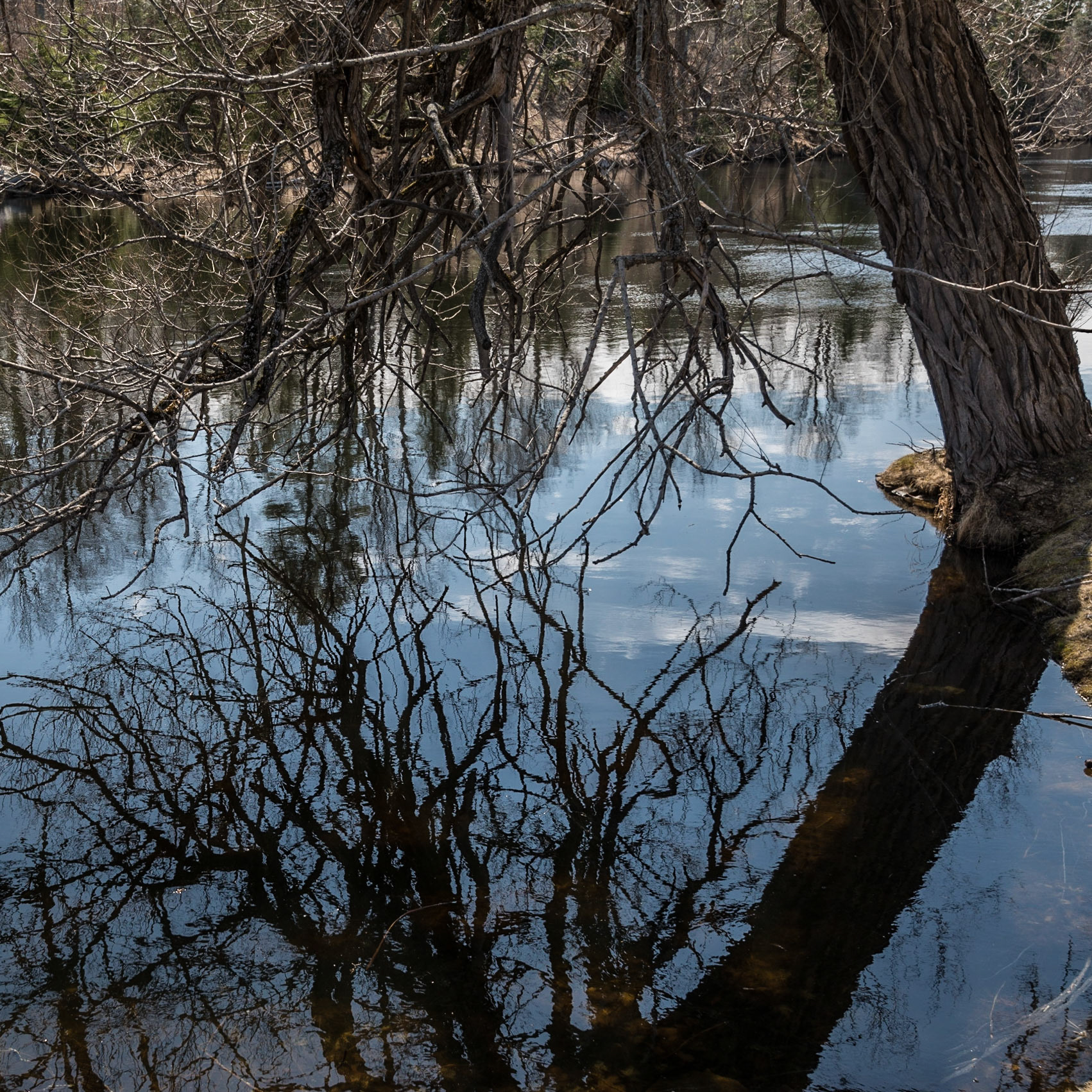 Tree branches and reflection on the Clyde River in Lanark Ontario