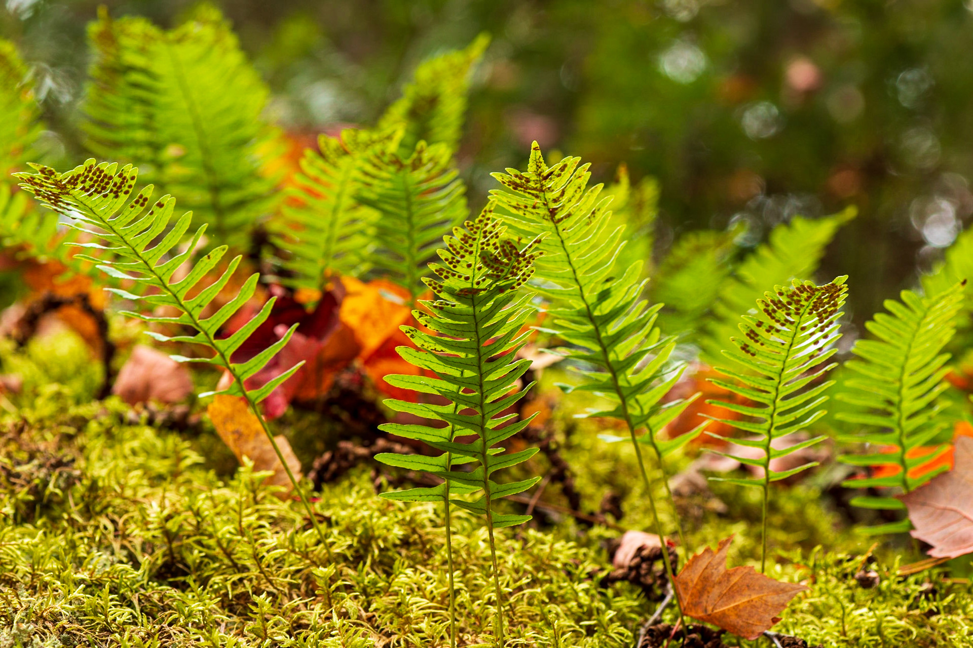 I love backlighting. These ferns were growing a few feet above my head at the top of a boulder and I strove to isolate the nearest ones using selective focus. The insect eggs are a further bonus that I didn’t notice in the field.