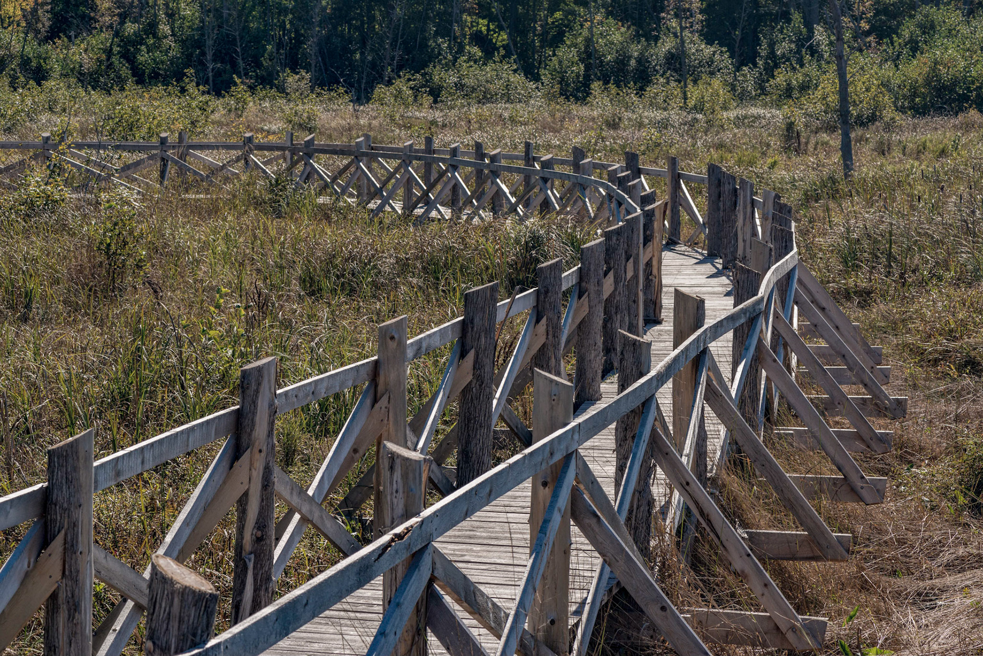 Limerick forest features a short boardwalk through some marshland, and here I'm highlighting one of it's gentle curves