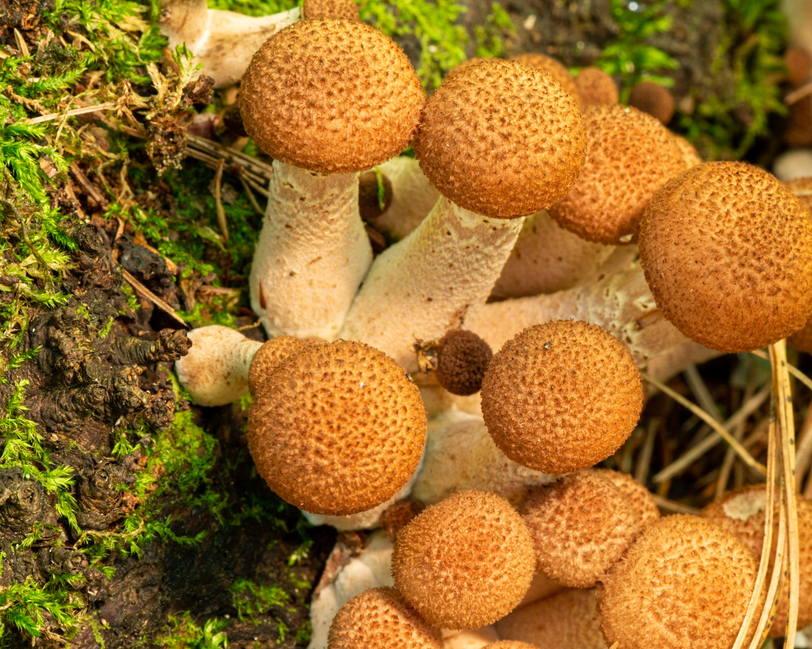 Colourful mushrooms such as these make wonderful photographic subjects.