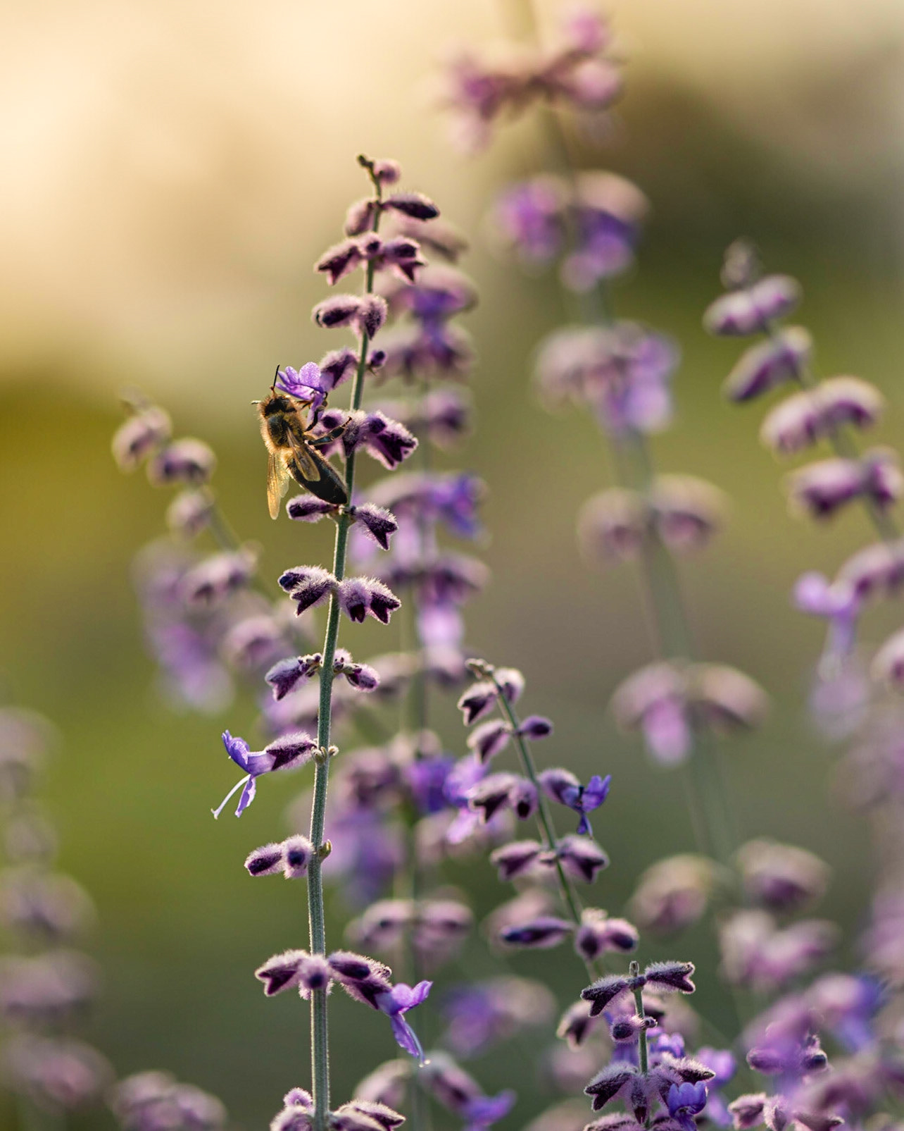 This was a tricky shot to take, given that the wind was blowing and the bee would only stop for a moment.