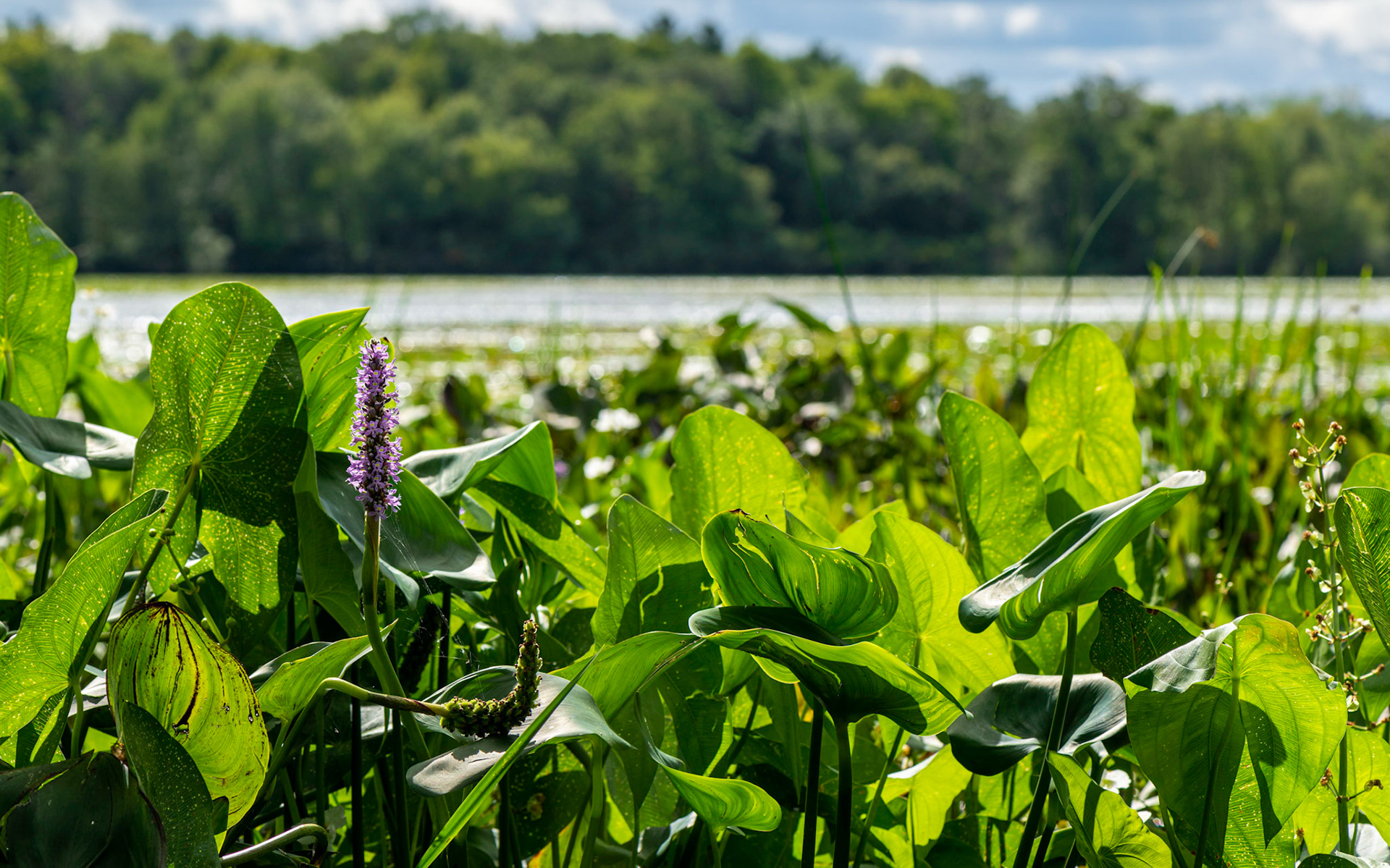 The direction of light at Mud Lake was perfect for my style of photography. While the purple flower drew my attention, I find many interesting shapes in the leaves around it.