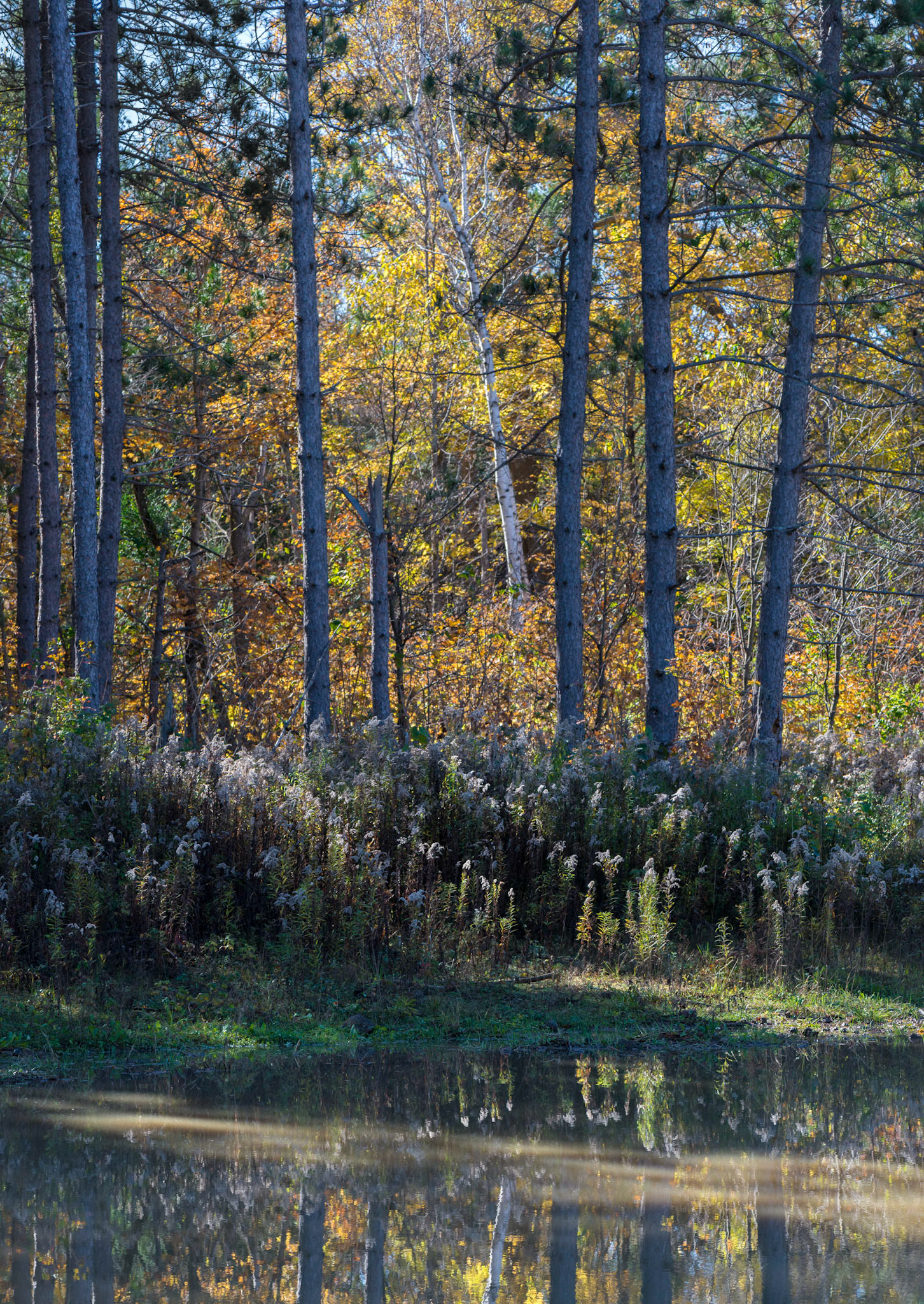 I was intrigued by the cluster of yellow leaves and the shaft of sunlight across the puddle in the foreground, and sought a composition that included both.