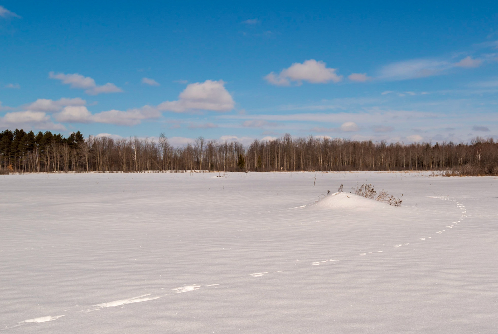 Something made a nice spiral path leading to the snow-covered mound, and I was happy to take advantage of these in this photo.