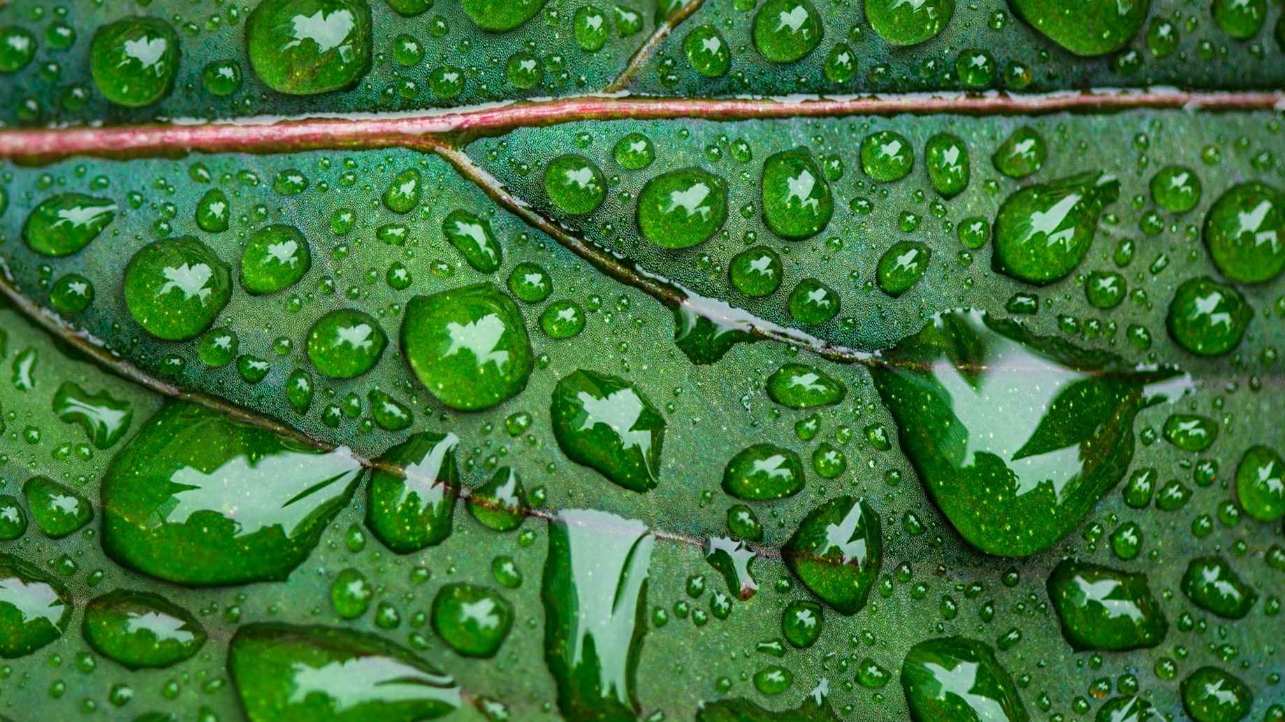 A detail shot of a leaf with raindrops providing texture and shapes of interest. The dominant vein at the top is balanced with the larger rain droplets along the bottom third line.